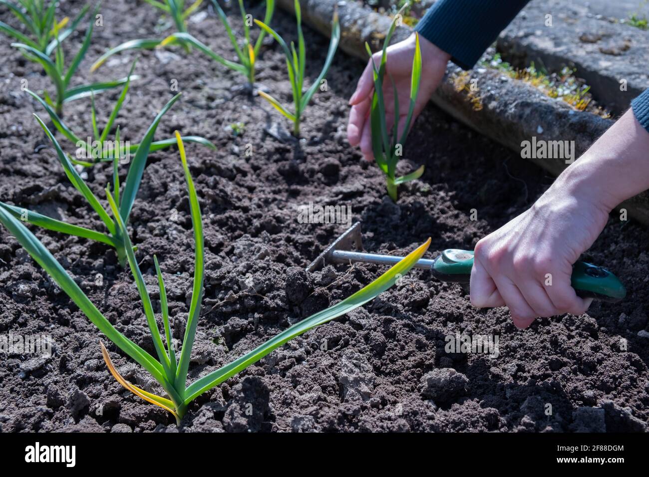Aglio invernale. Orto. Cura giovane dell'aglio Foto Stock