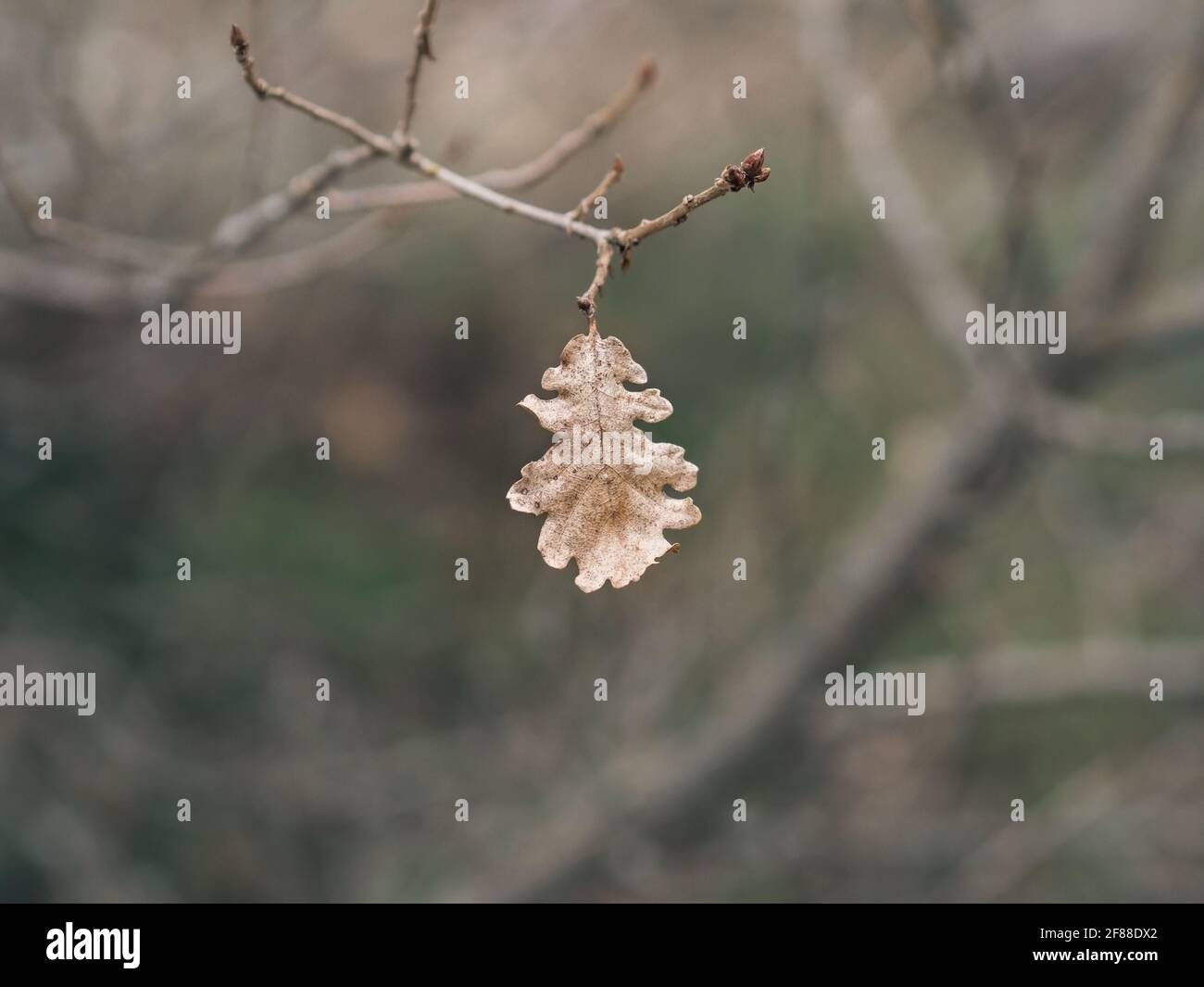 Secca foglia di quercia solitaria su un ramo. Sfondo sfocato. Foto Stock
