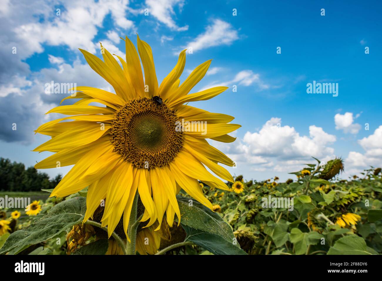 Ecco il Sole Foto Stock