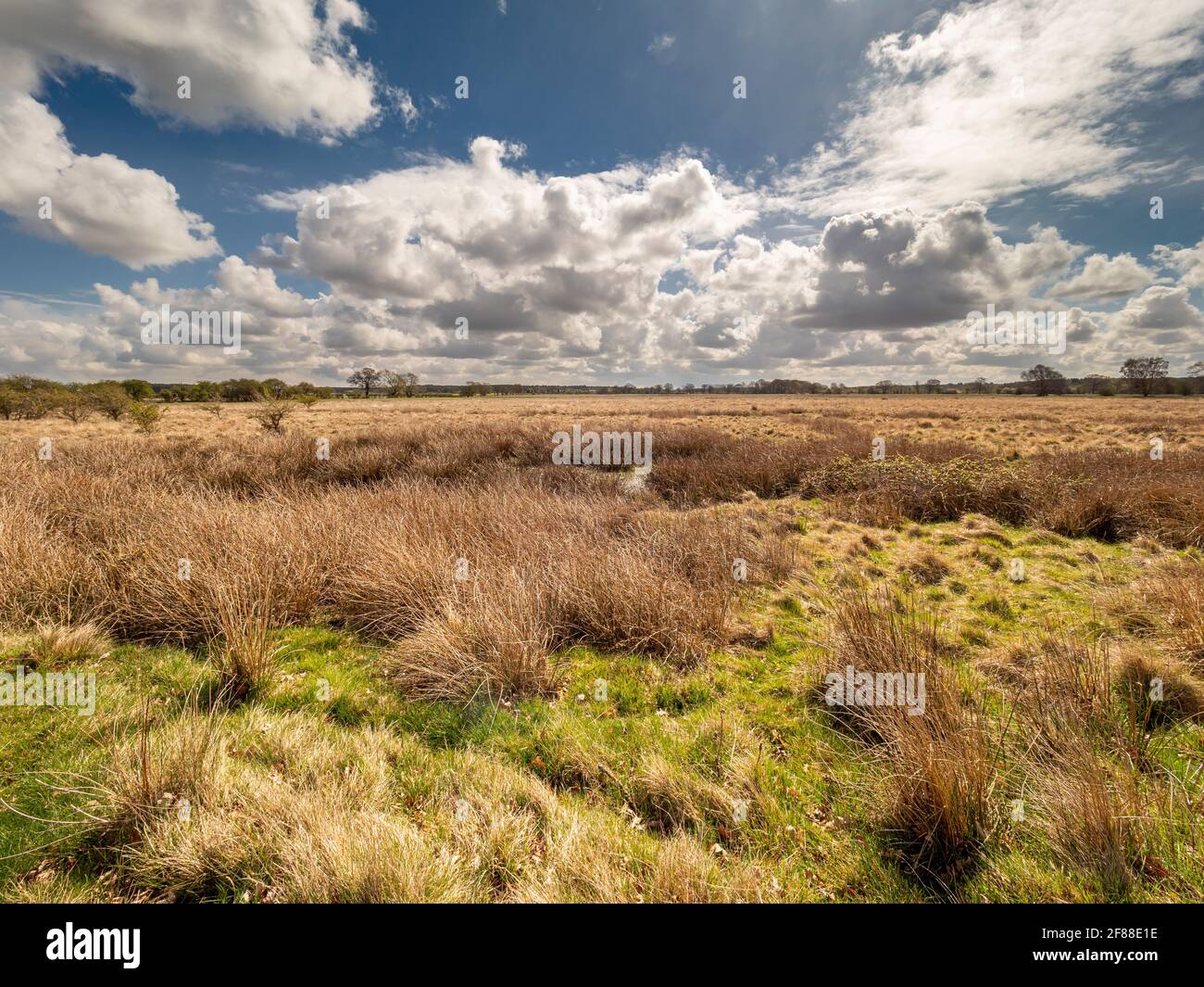 Heslington Tillmire, sito di interesse scientifico speciale, Regno Unito. Foto Stock