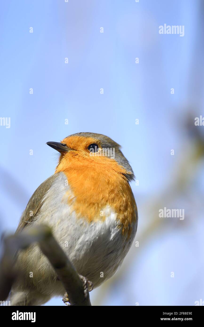 Unione Robin (Erithacus rubecula) Foto Stock