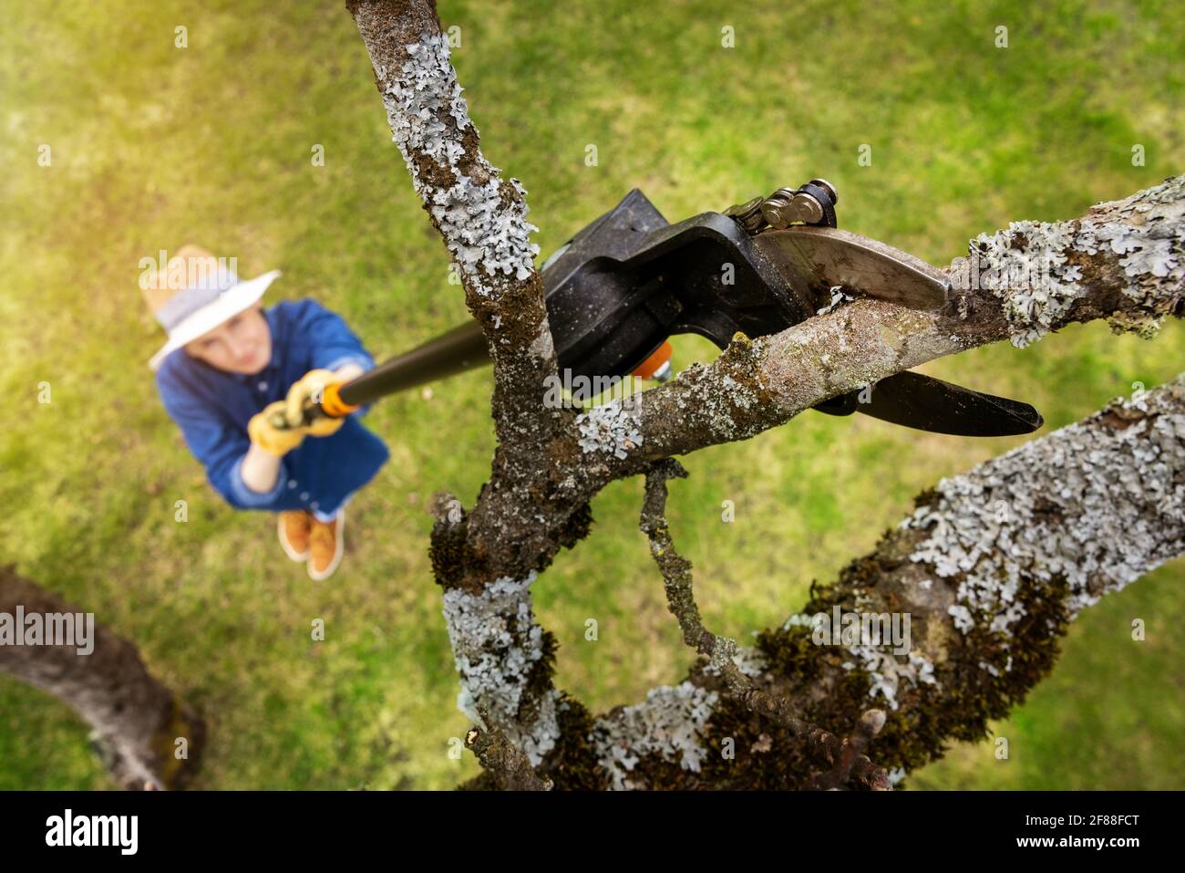 donna ha tagliato il vecchio ramo dell'albero della mela con potatore telescopico dell'albero Foto Stock