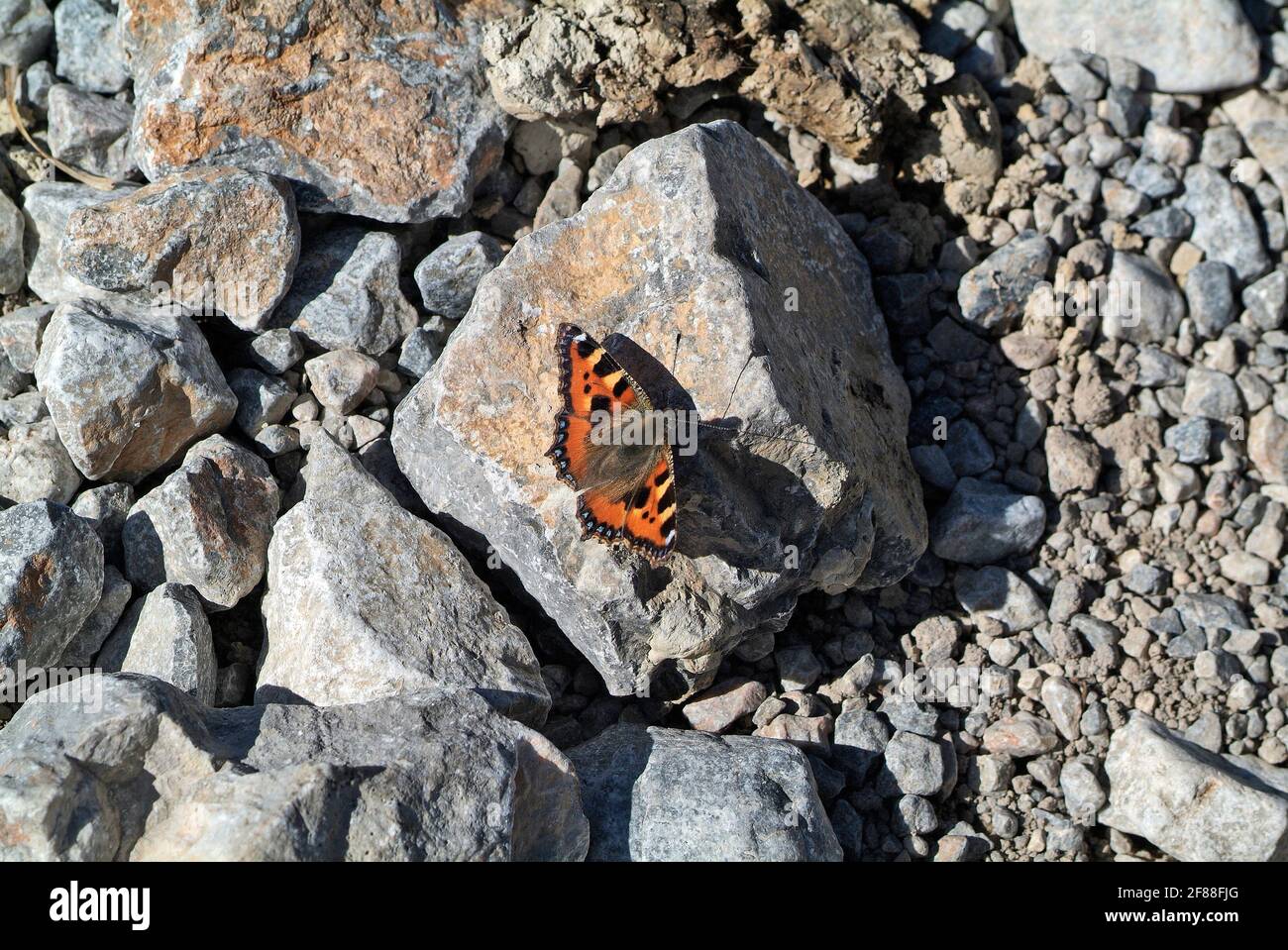 la volpe è una farfalla Foto Stock