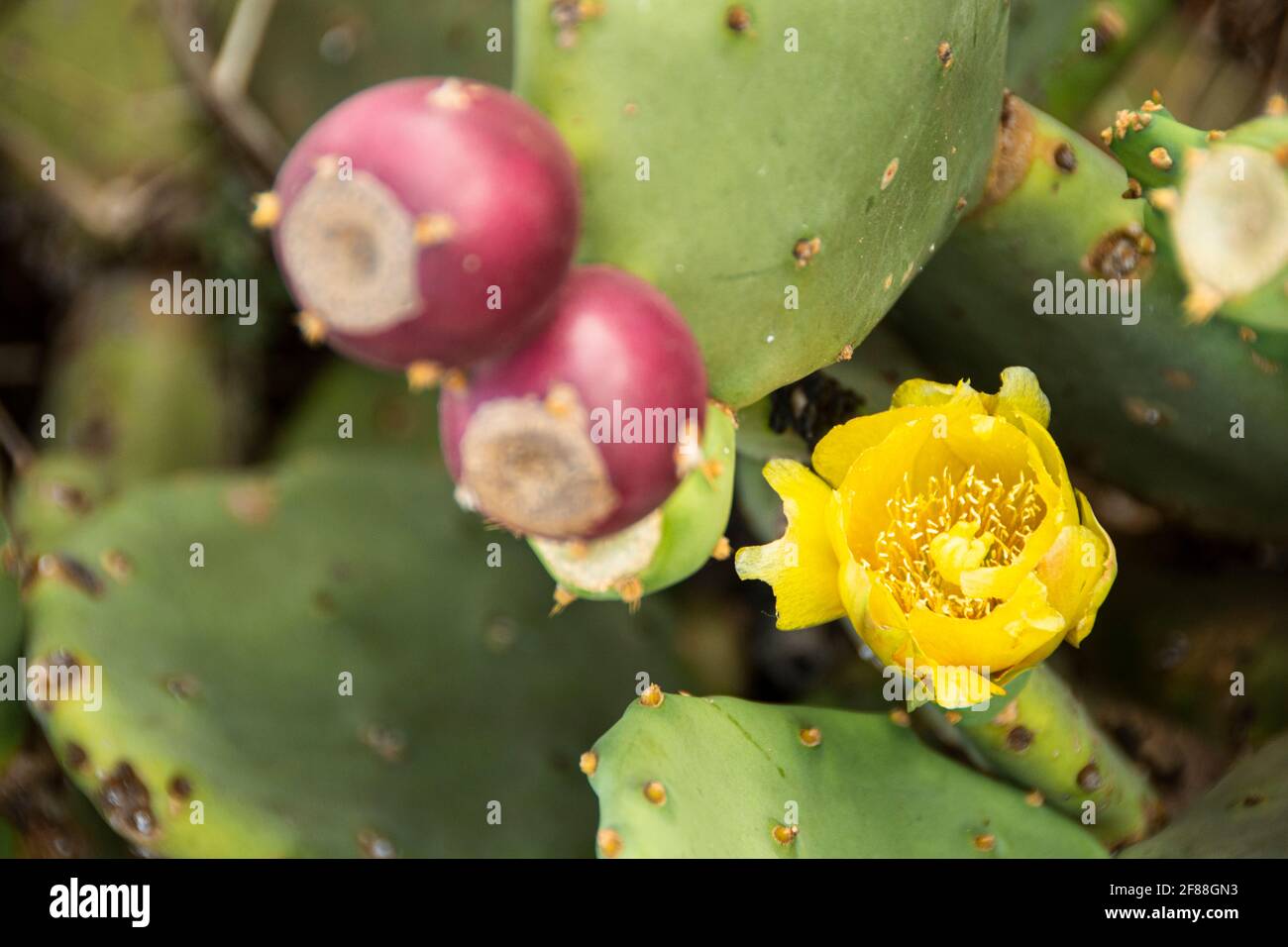 pianta di cactus di pera di prickly con fiore giallo e frutta Foto Stock