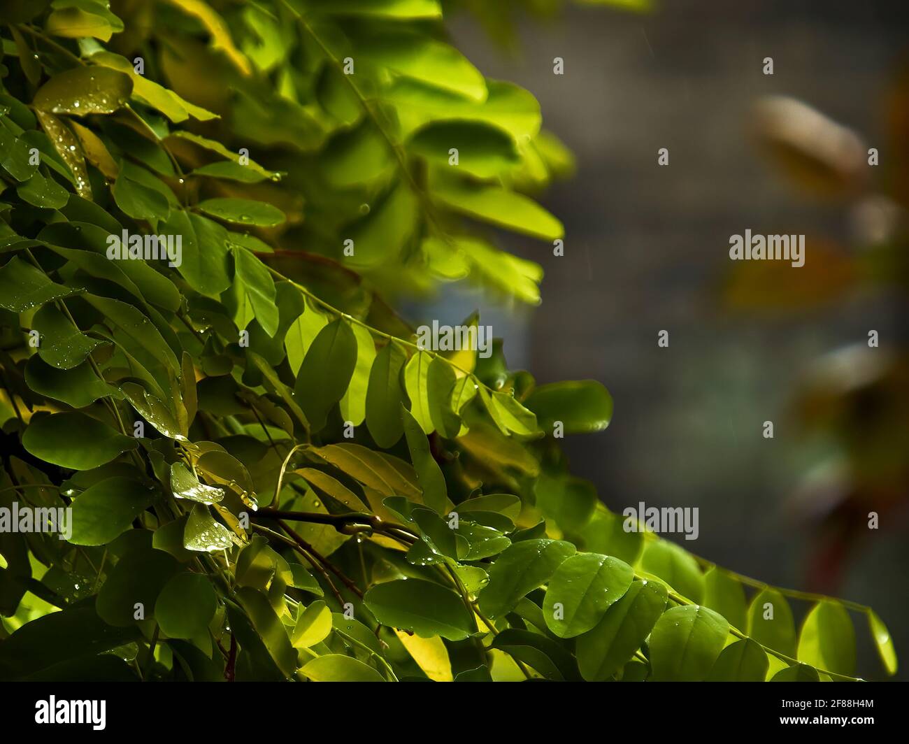 Un albero di Locust nella freschezza dopo una tempesta estiva, con gocce di pioggia che scintillano sulle ricche foglie verdi. Foto Stock