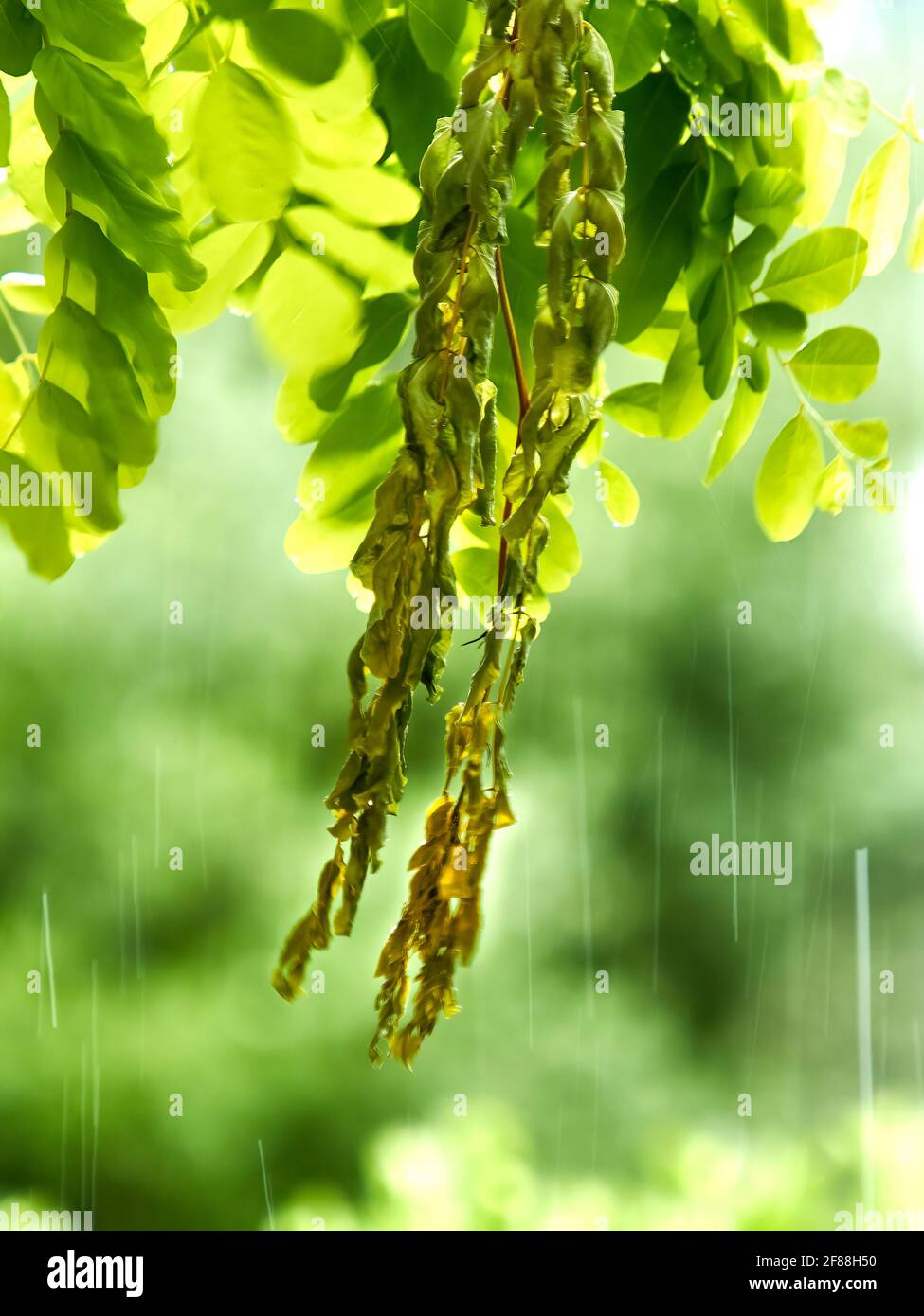 Primo piano dei baccelli di semi di un Locust Tree colpiti dal diluvio di una tempesta estiva, con il movimento delle gocce di pioggia congelate dall'otturatore rapido. Foto Stock