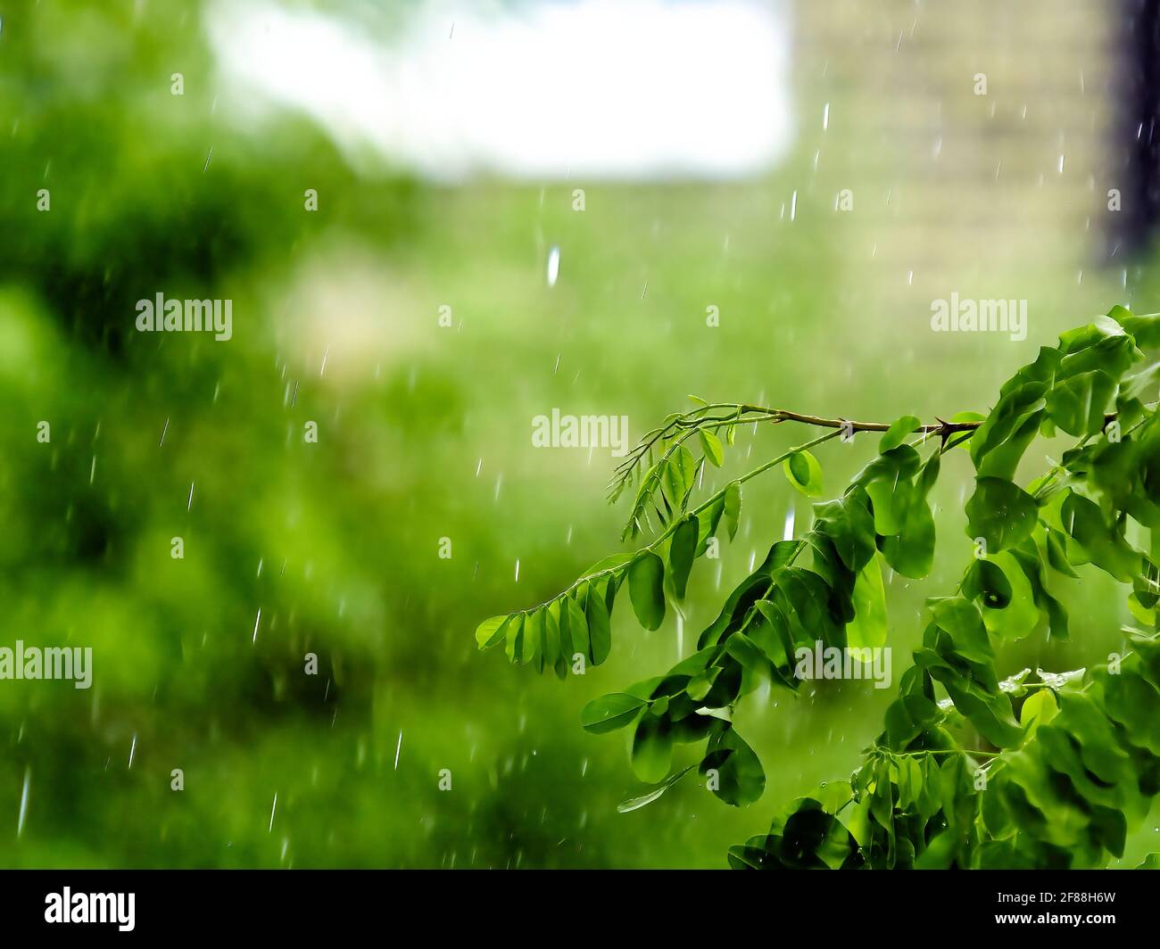 Un albero di Locust tamponato dal diluvio di una tempesta estiva, con il movimento delle gocce di pioggia congelate dall'otturatore veloce. Foto Stock