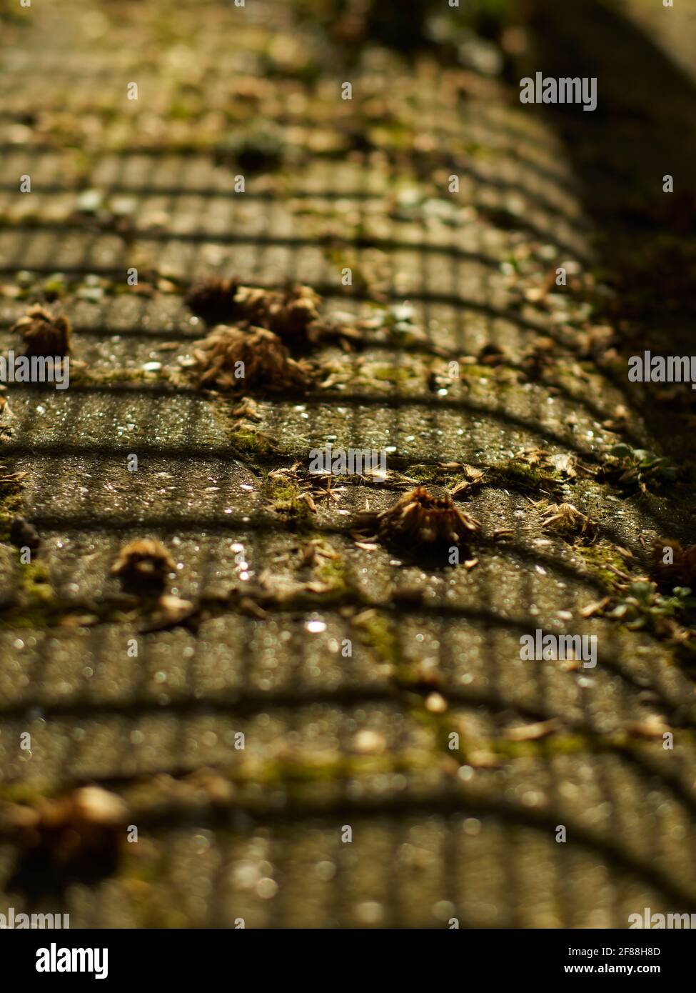 Un reticolo di ombra gettato da una panchina su baccelli di semi soffici sul terreno. Purtroppo, sono sbarcati su una strada concreta, quindi non soddisferanno il loro potenziale Foto Stock