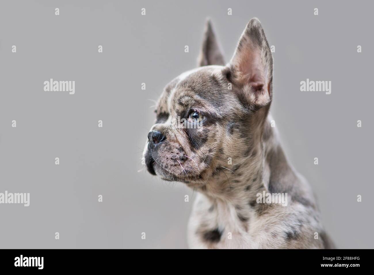 Giovane cucciolo di Bulldog francese colorato merle con macchie chiazzate  davanti allo sfondo grigio Foto stock - Alamy