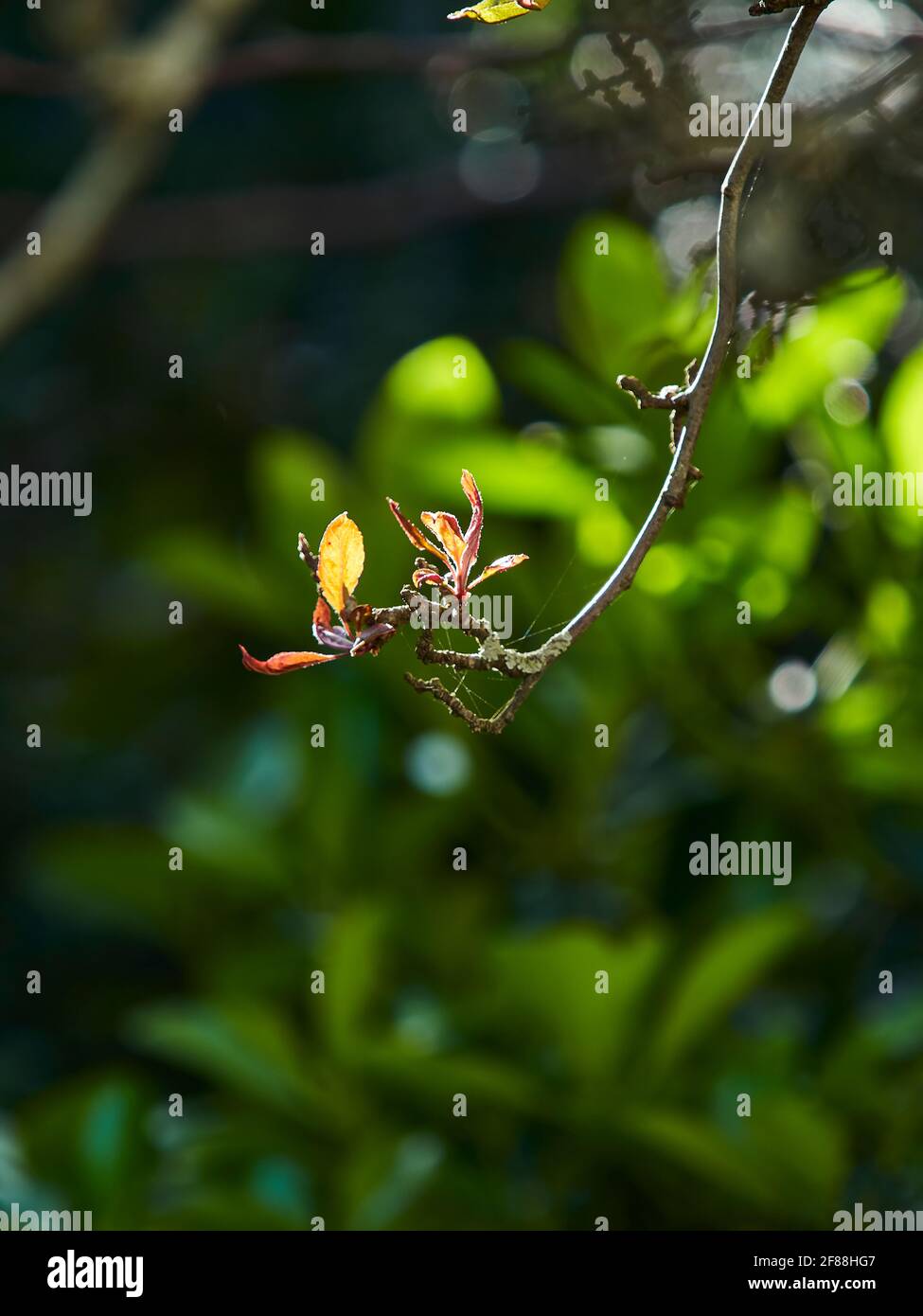 Primo piano di germogli in rapida crescita su un albero di ciliegio, legato in qualche ragno di seta, davanti a un soleggiato e ombreggiato macchia verde sfocato. Foto Stock