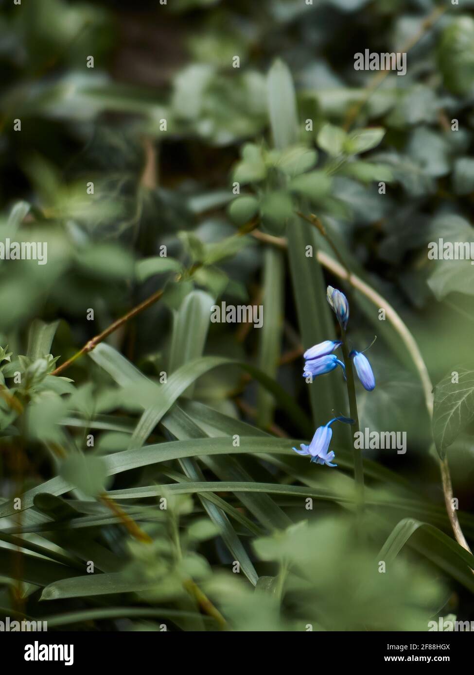 Immagine ravvicinata dei fiori di bluebell che emergono dalle loro gemme contro uno sfondo verdeggiante di sottobosco focalizzato. Foto Stock