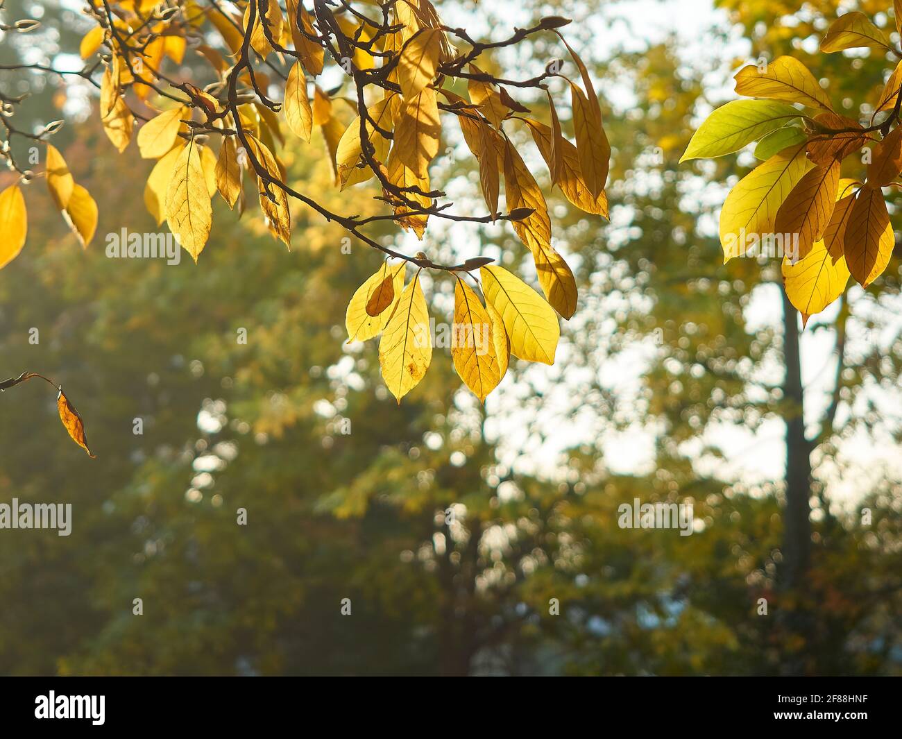 Foglie autunnali traslucide, con una foglia che cade, illuminate da dietro dalla luce dorata del mattino, contro uno sfondo leggermente sfocato di alberi. Foto Stock