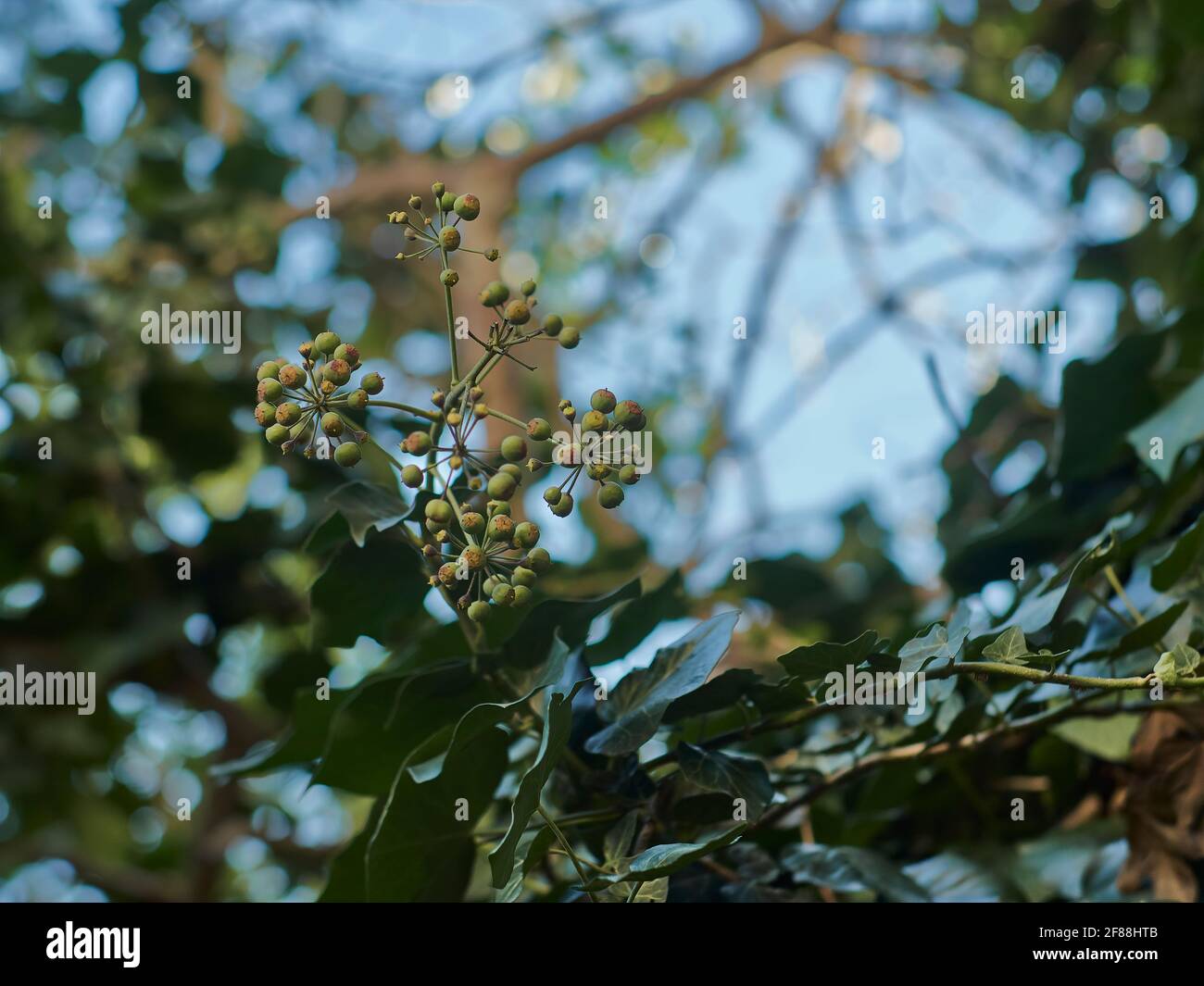 Una pianta insolita in un giardino domestico - punte e semi provenienti da punti radiali, reminiscenza di una nave spaziale futuristica o l'Atomium di Bruxelles. Foto Stock