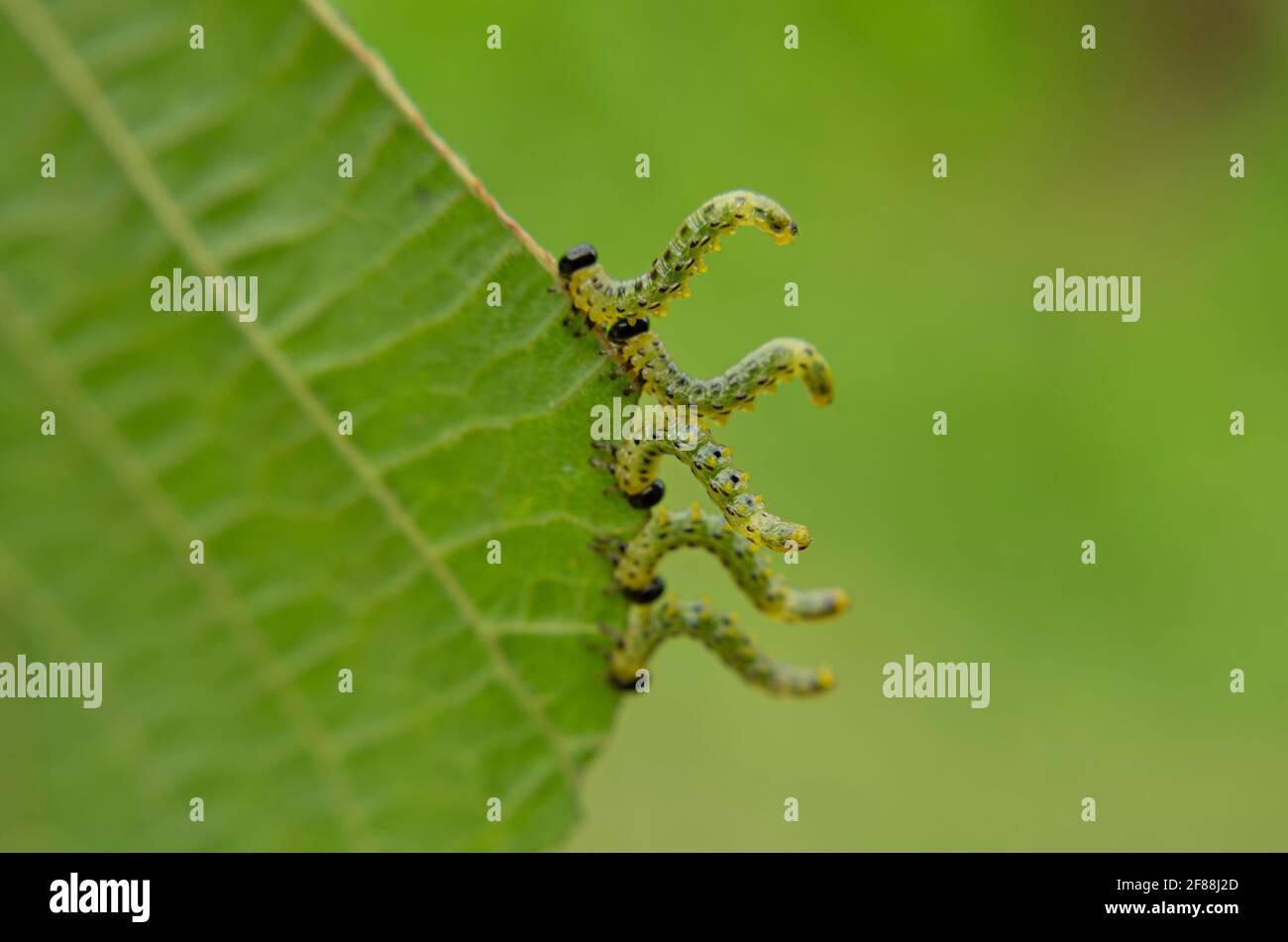 I caterpillars delle falene geometriche mangiano le foglie di nocciolo che si incurvano a destra primo piano Foto Stock