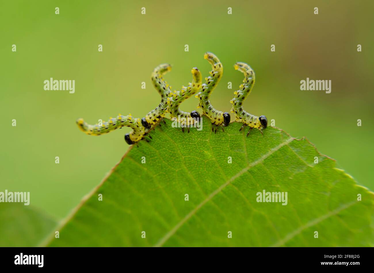 Cinque brucerpillars che mangiano le foglie verdi del nocciolo in una fila sopra un primo piano di sfondo verde Foto Stock