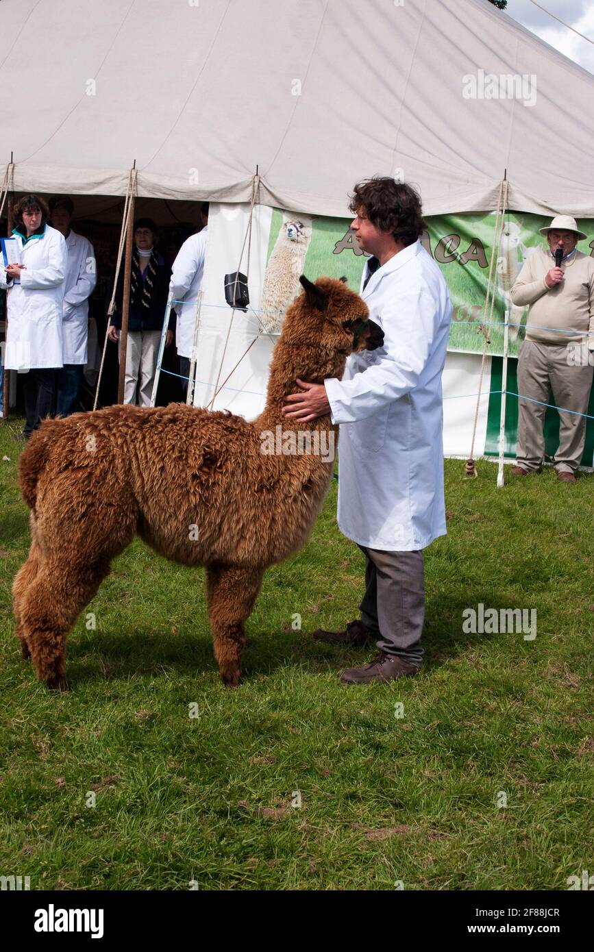 Giudicare gli alpaca al Drymen Show, Scozia Foto Stock