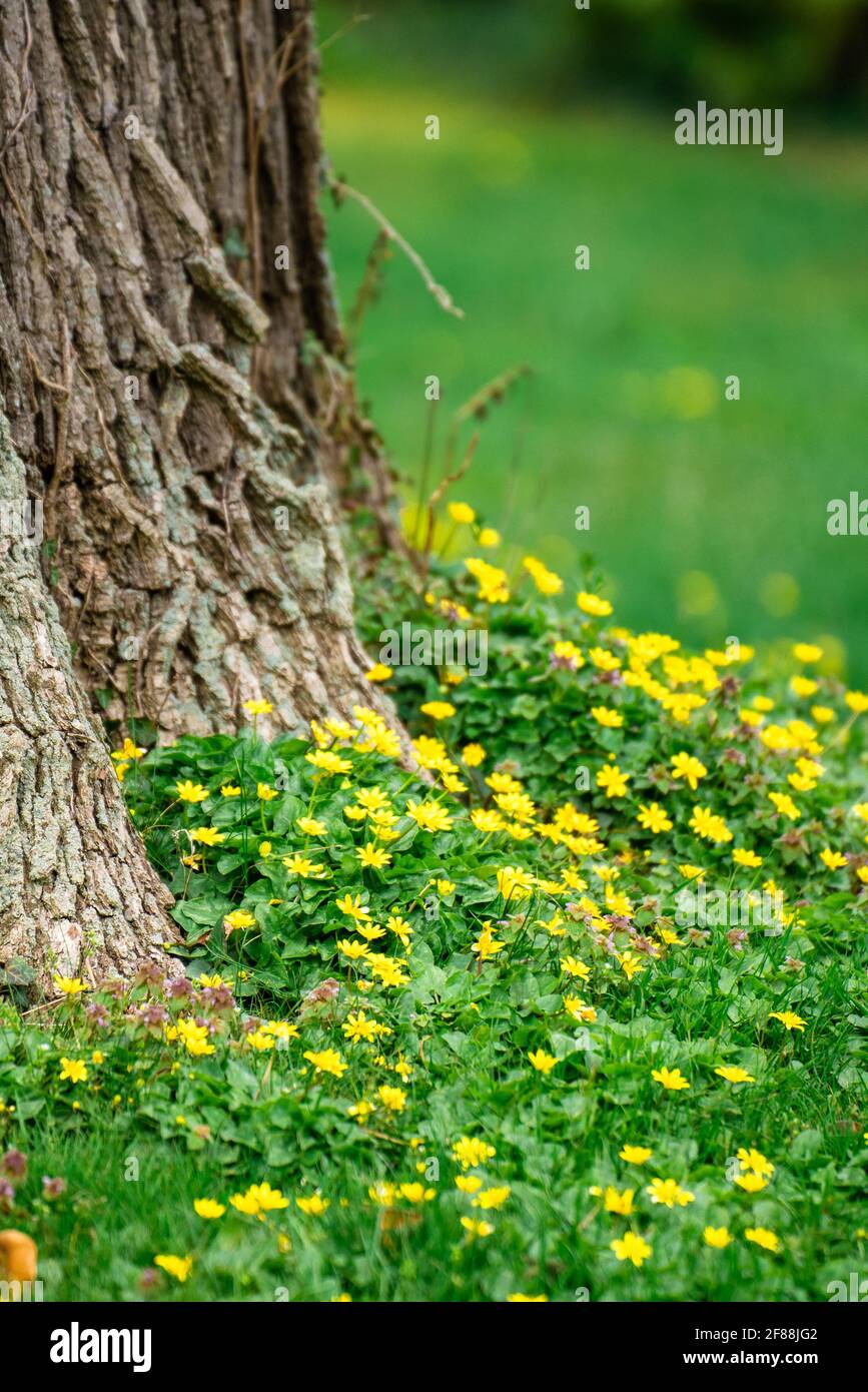 Natura immagine di fiori gialli che crescono in erba a. Il fondo di un albero in primavera Foto Stock