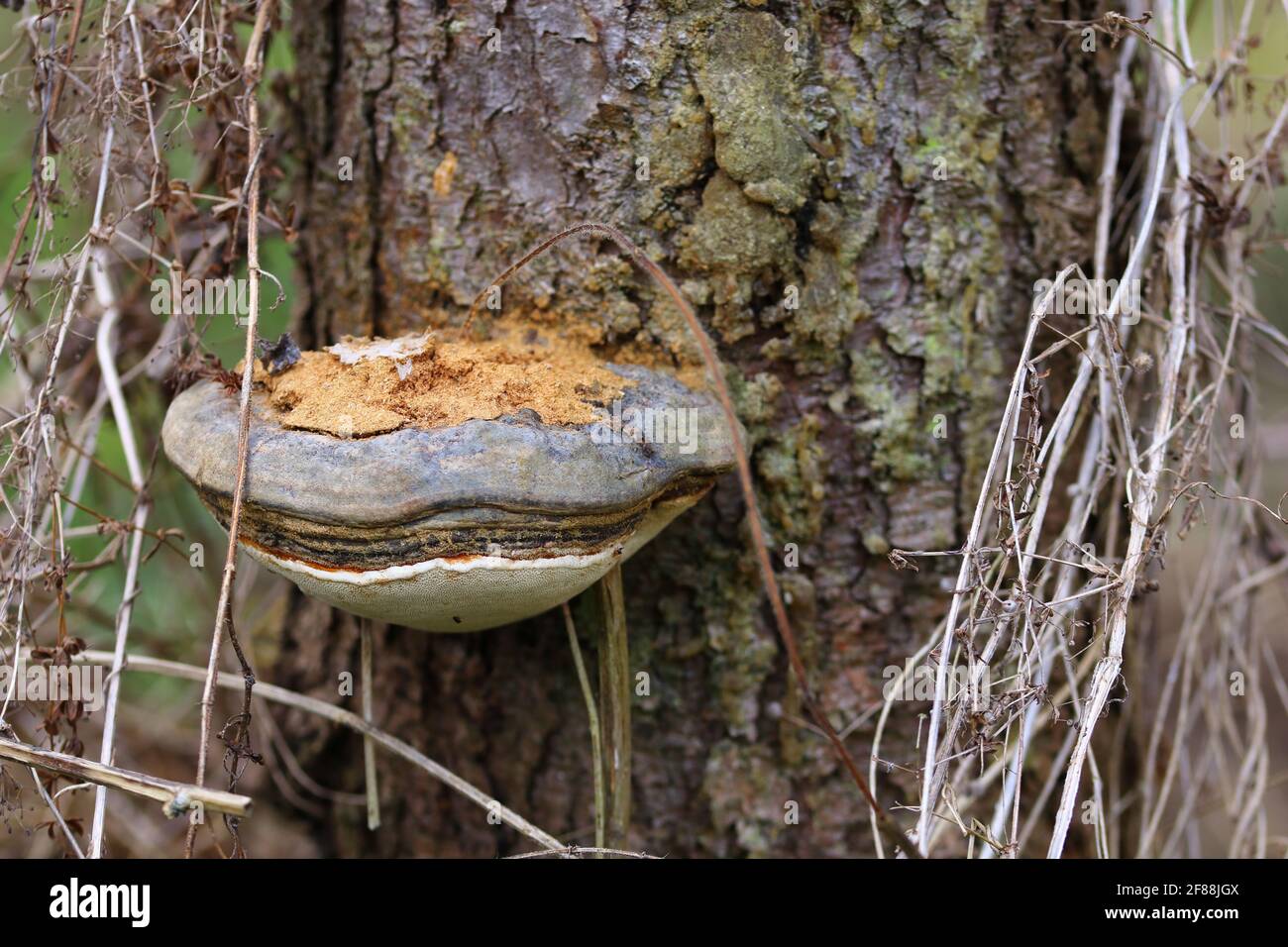 funghi su un ceppo di alberi in alta franconia Foto Stock