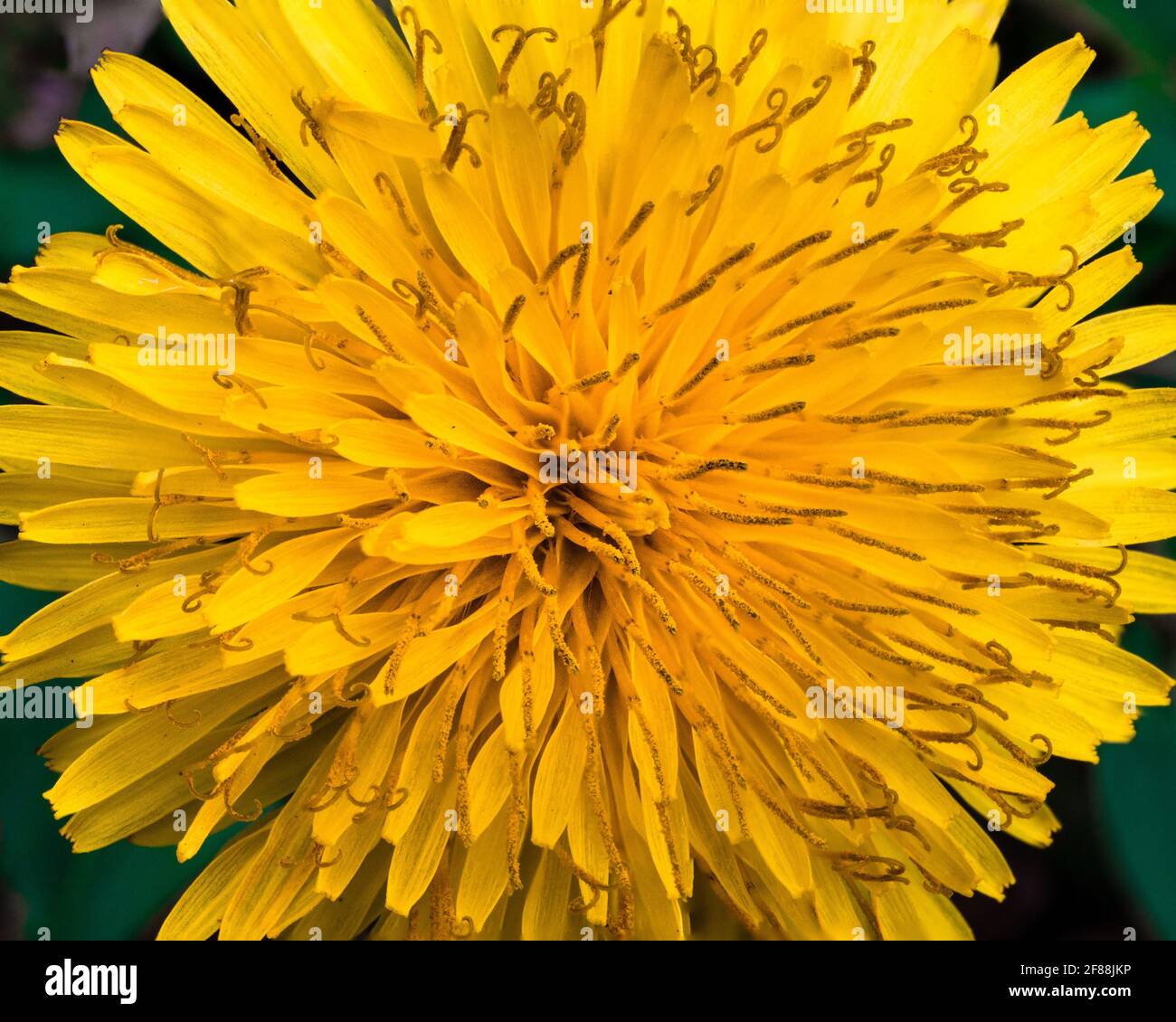 Estremo primo piano di dente di leone giallo vibrante Foto Stock
