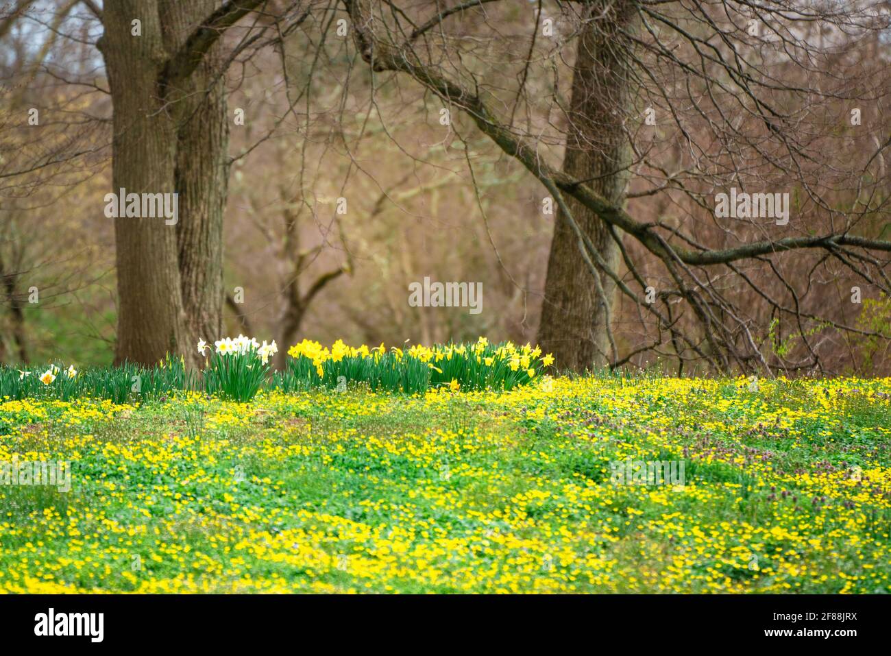 Natura immagine di fiori gialli che crescono in erba a. Il fondo di un albero in primavera Foto Stock