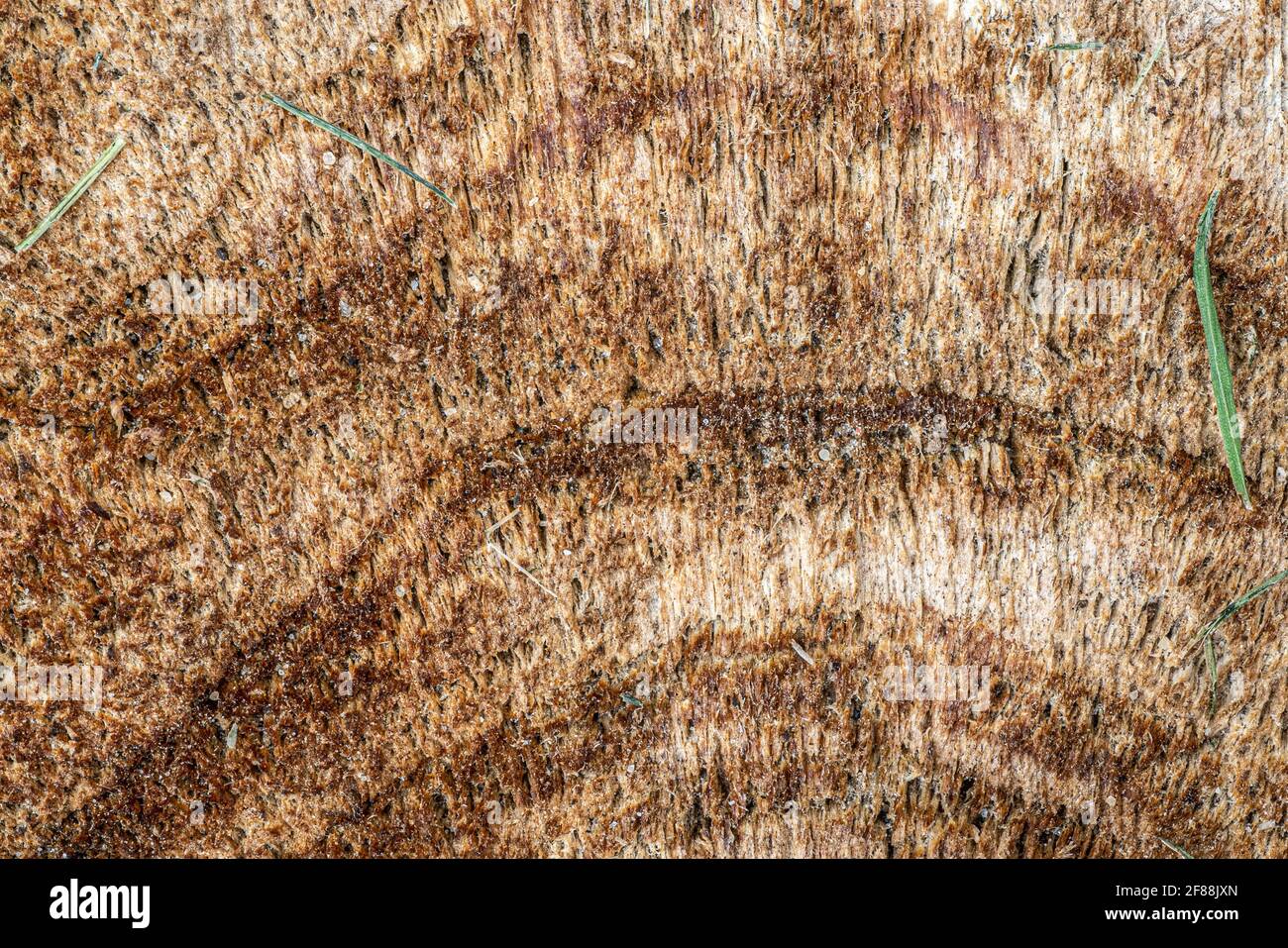 Primo piano estremo che mostra dettagli e grana di legno sulla sezione trasversale di albero Foto Stock