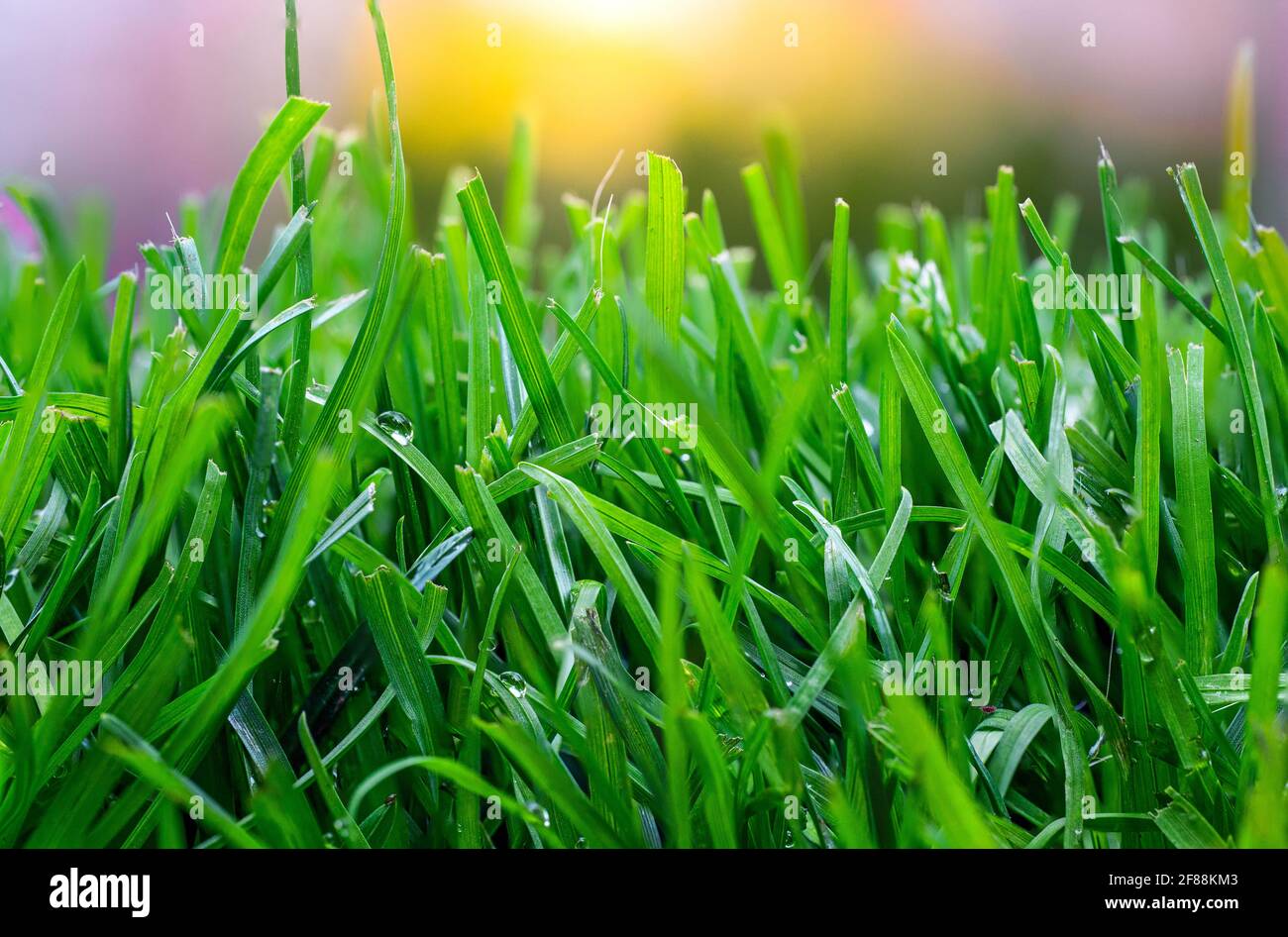 Primo piano estremo di erba verde fresca in primavera Foto Stock