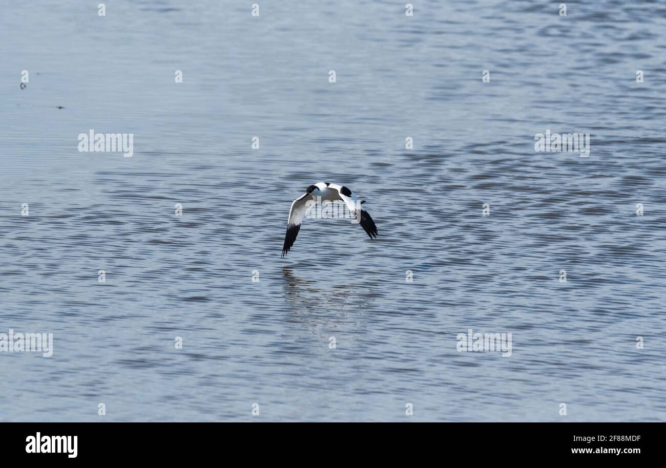 Avoceto (Recurvirostra avosetta) che sorvola l'acqua Foto Stock
