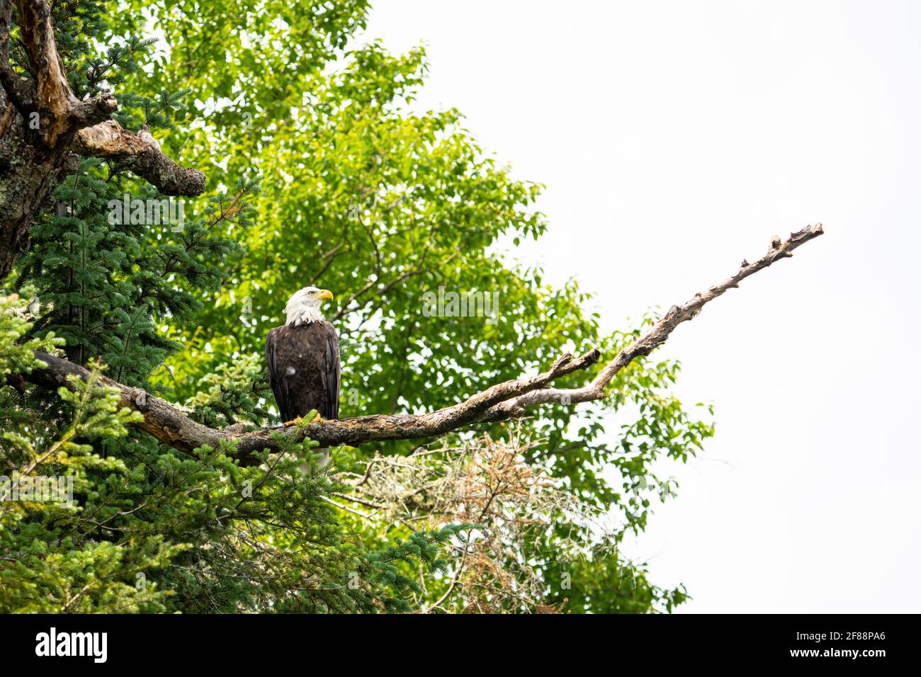 Aquila calva arroccata su un albero su un lago in un parco nazionale Foto Stock