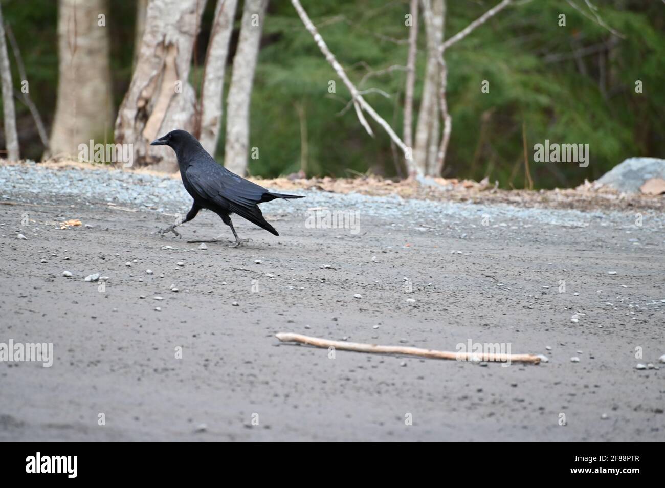 Corvo nero, Corvus corone, corvo comune Foto Stock