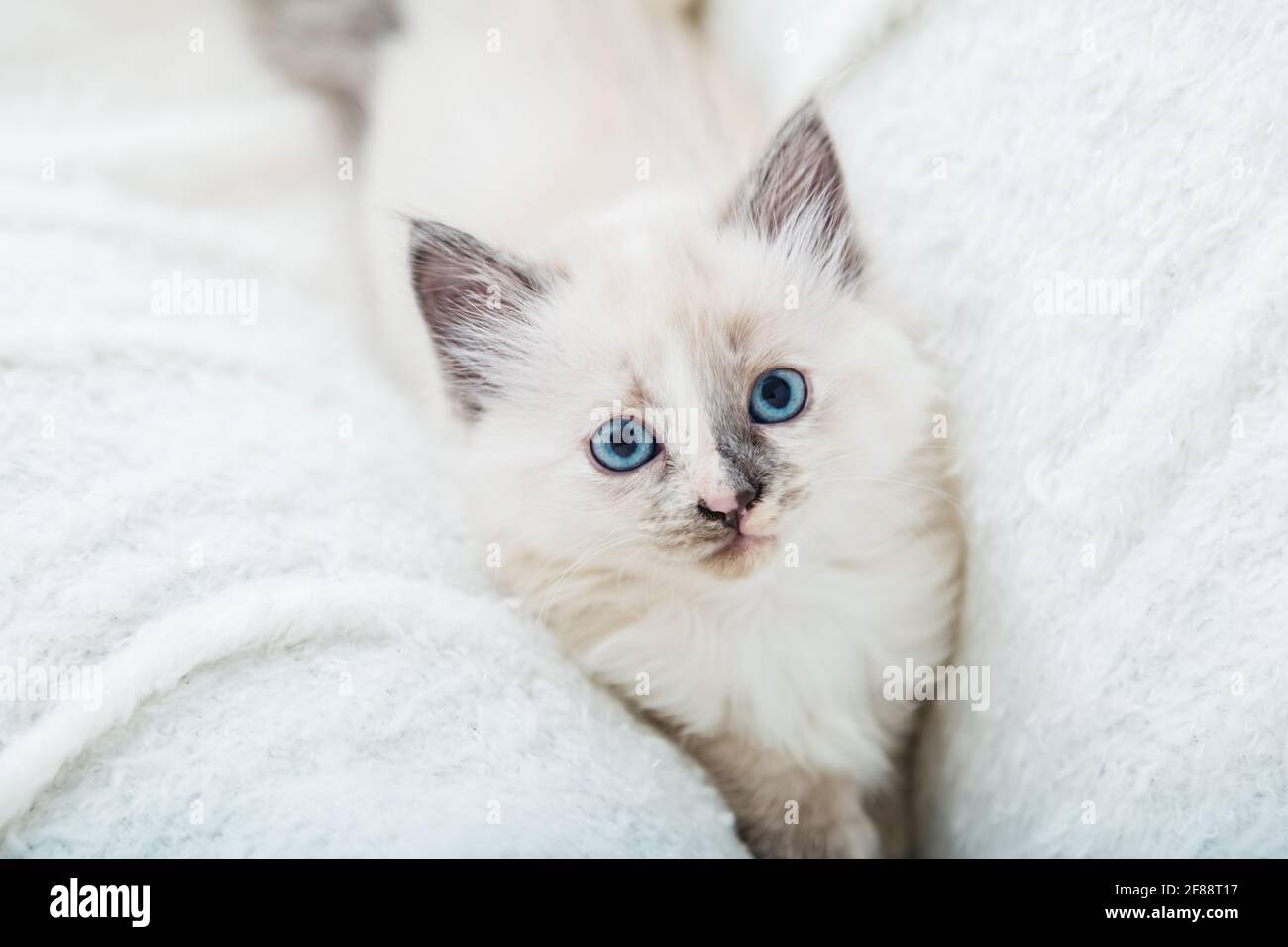 Gattino bianco soffice giace sul divano. Il gatto giocoso con gli occhi blu riposa su una morbida coperta bianca a casa. Gattino guardando la macchina fotografica. Cat Portrait con Foto Stock