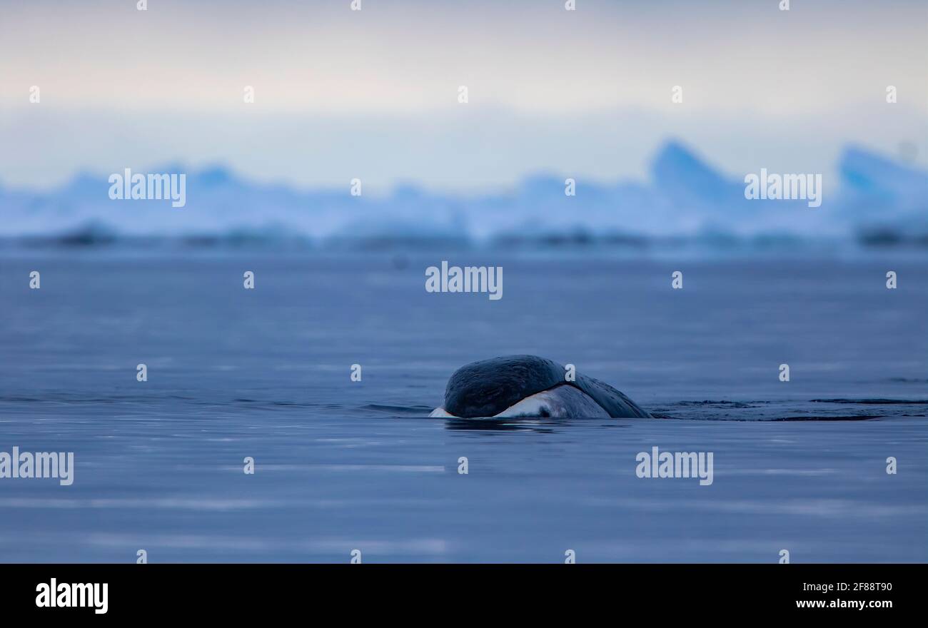 Balena bowhead sulla superficie del bordo del galleggiante in Canada artico alto Foto Stock