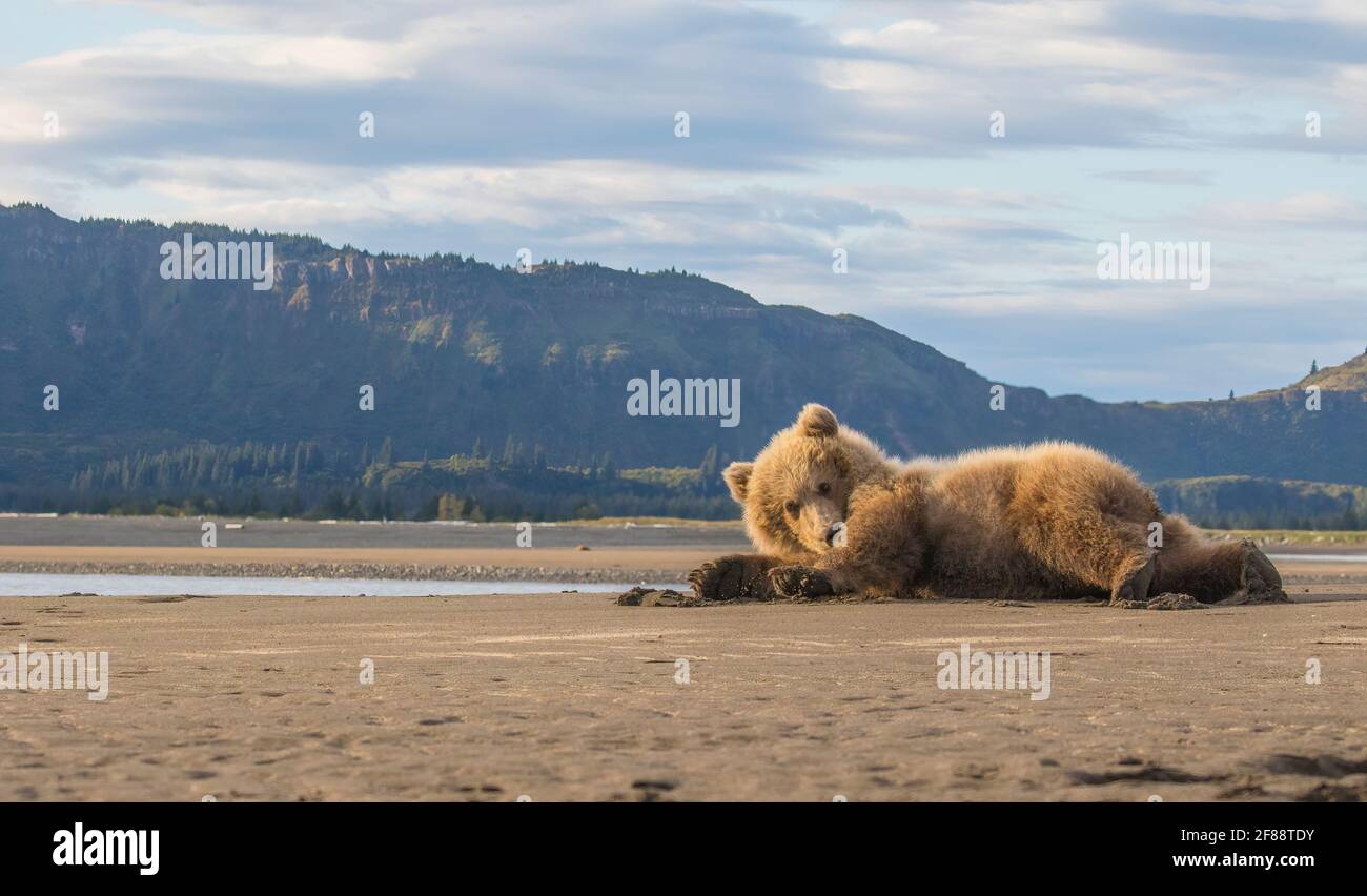 Coastal Brown Bear Katmai National Park, Alaska, USA Foto Stock