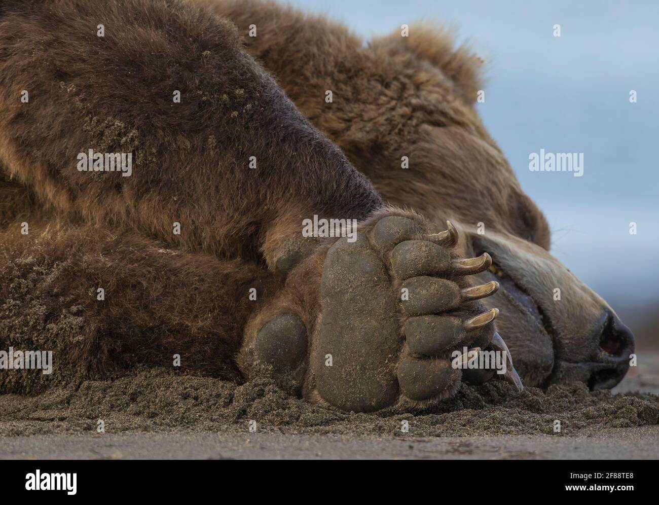 Coastal Brown Bear Katmai National Park, Alaska, USA Foto Stock