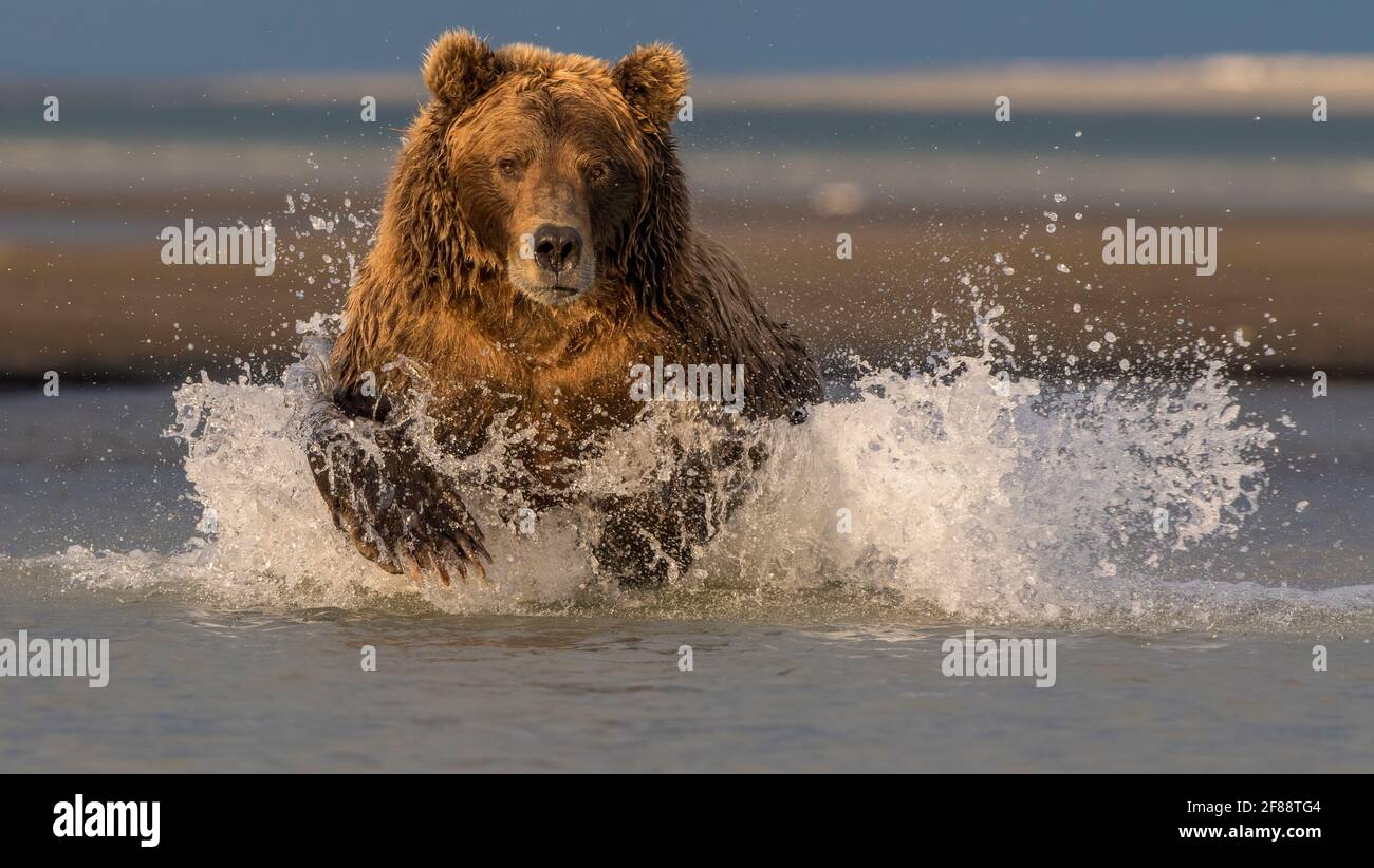 Coastal Brown Bear Katmai National Park, Alaska, USA Foto Stock