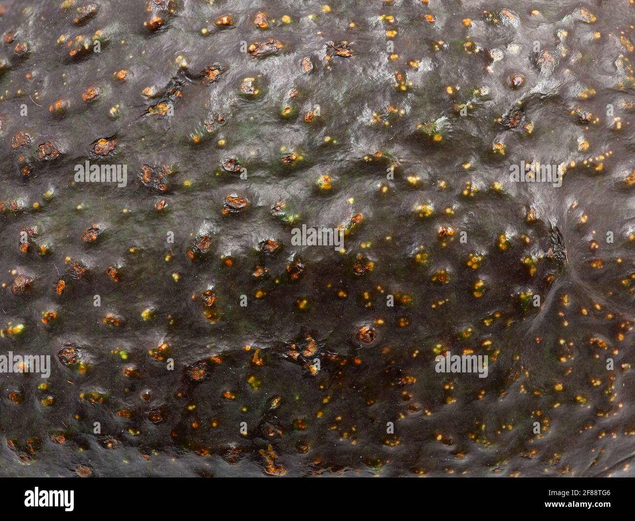 Pelle di avocado scuro textrue di tipo Hass, superficie macro di un avocado fresco maturo Foto Stock