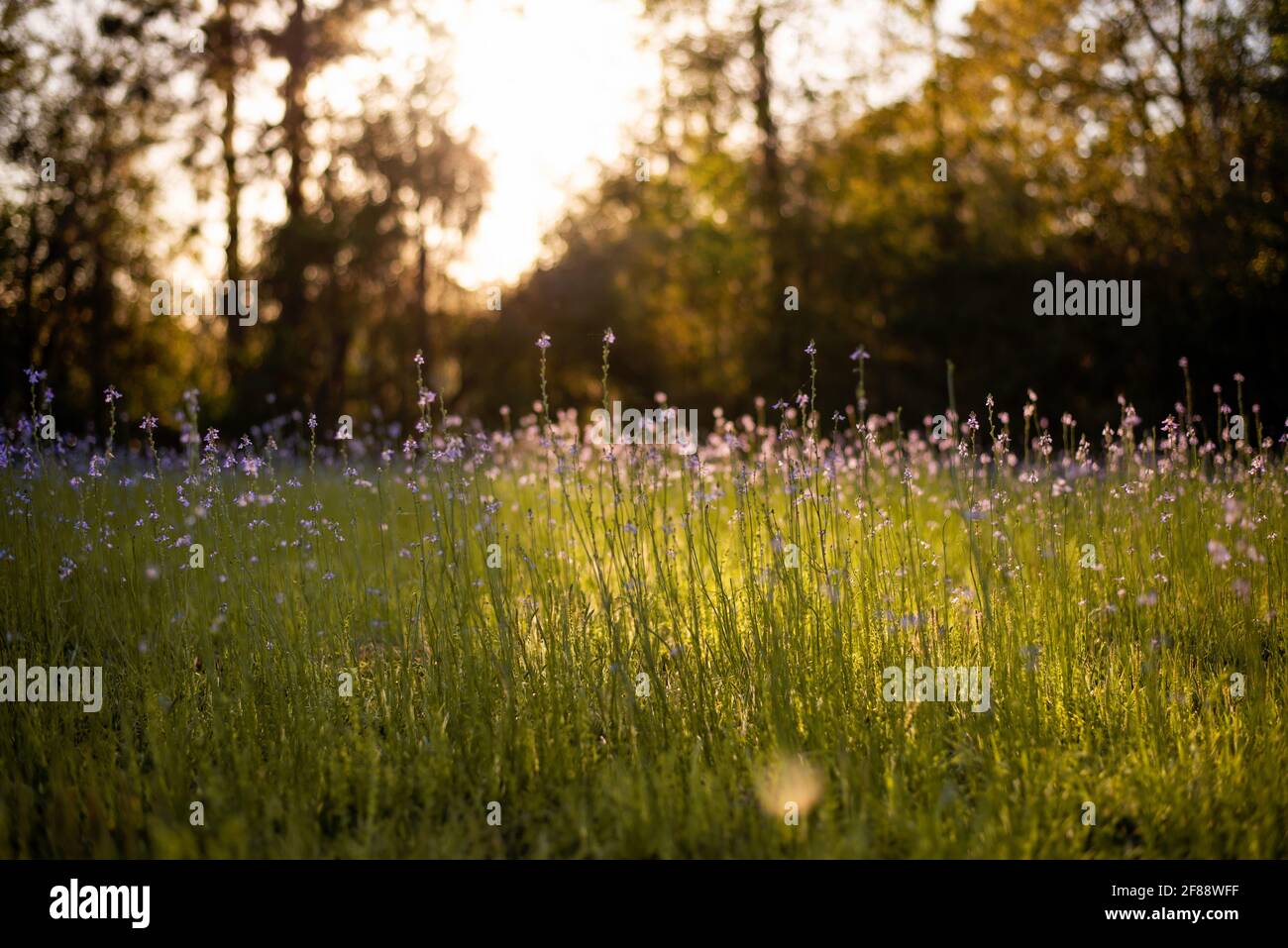 splendido paesaggio primaverile con fiori viola in fiore su prato e alba. sfondo offuscato scenario di fiori selvatici fioriti su campo Foto Stock