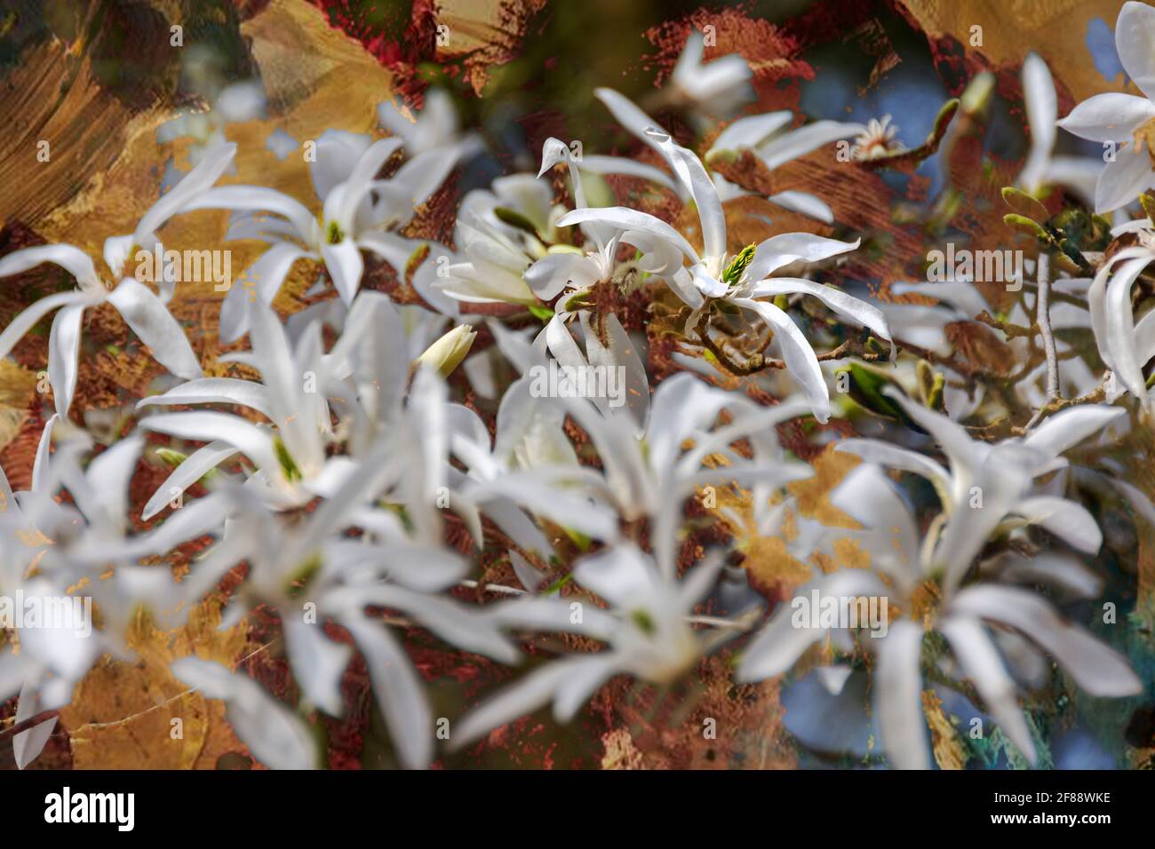 Molte Magnolia bianche fioriscono in vari stadi di maturità Foto Stock