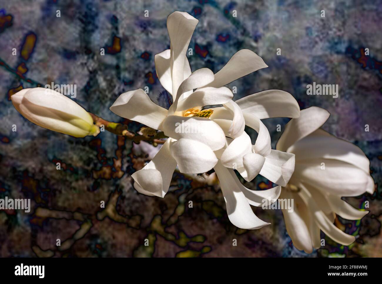 Tre Magnolia fiorisce in varie fasi mentre maturano dentro il sole che splende Foto Stock