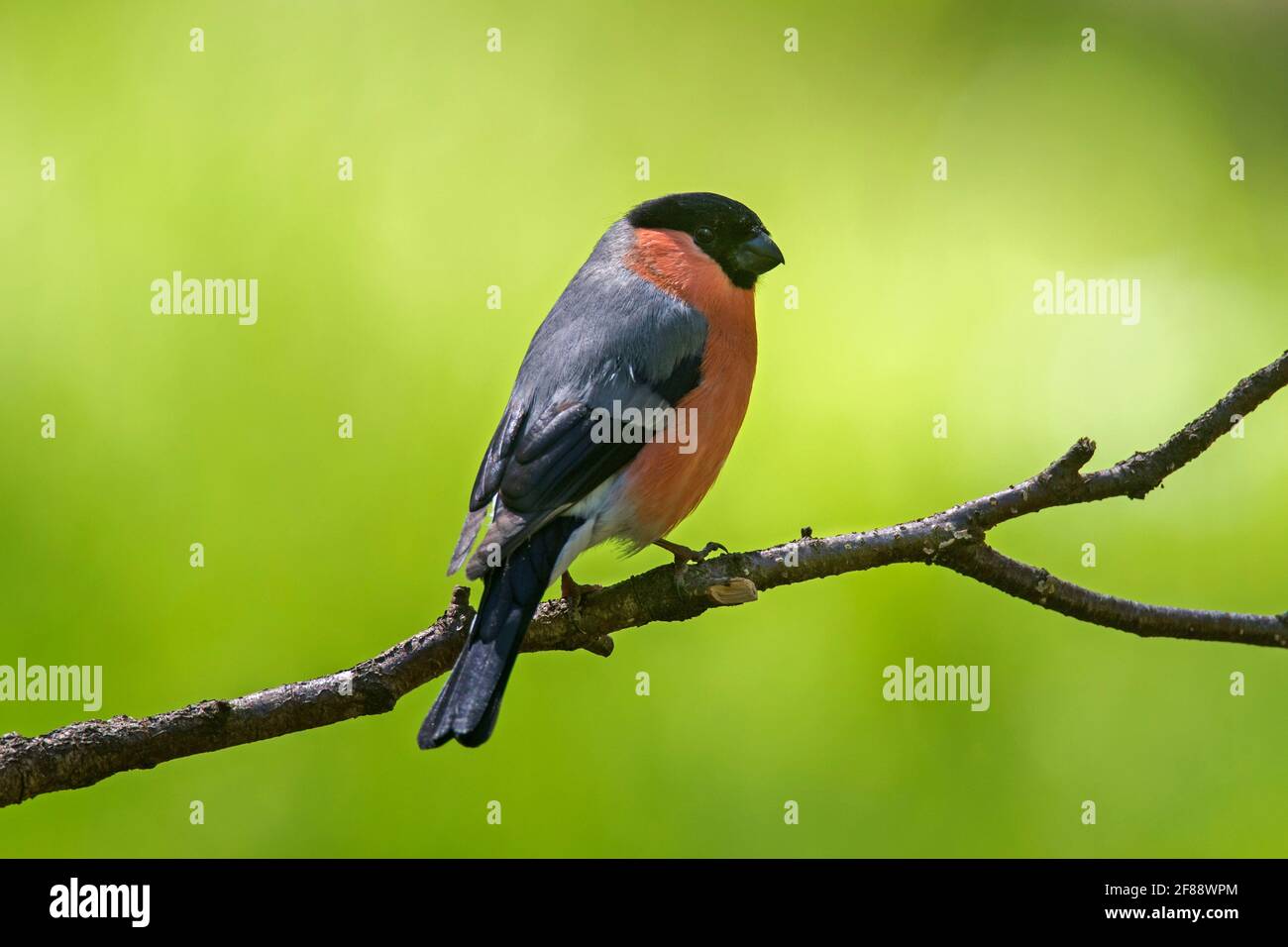 Ciuffolotto / comune bullfinch (Pyrrhula pyrrhula) maschio arroccato nella struttura ad albero Foto Stock