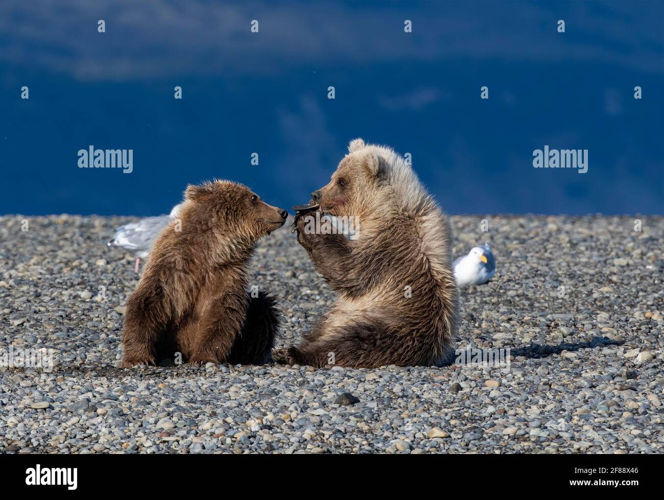 Kodiak Brown Bear nel Katmai National Park, Alaska, Stati Uniti Foto Stock