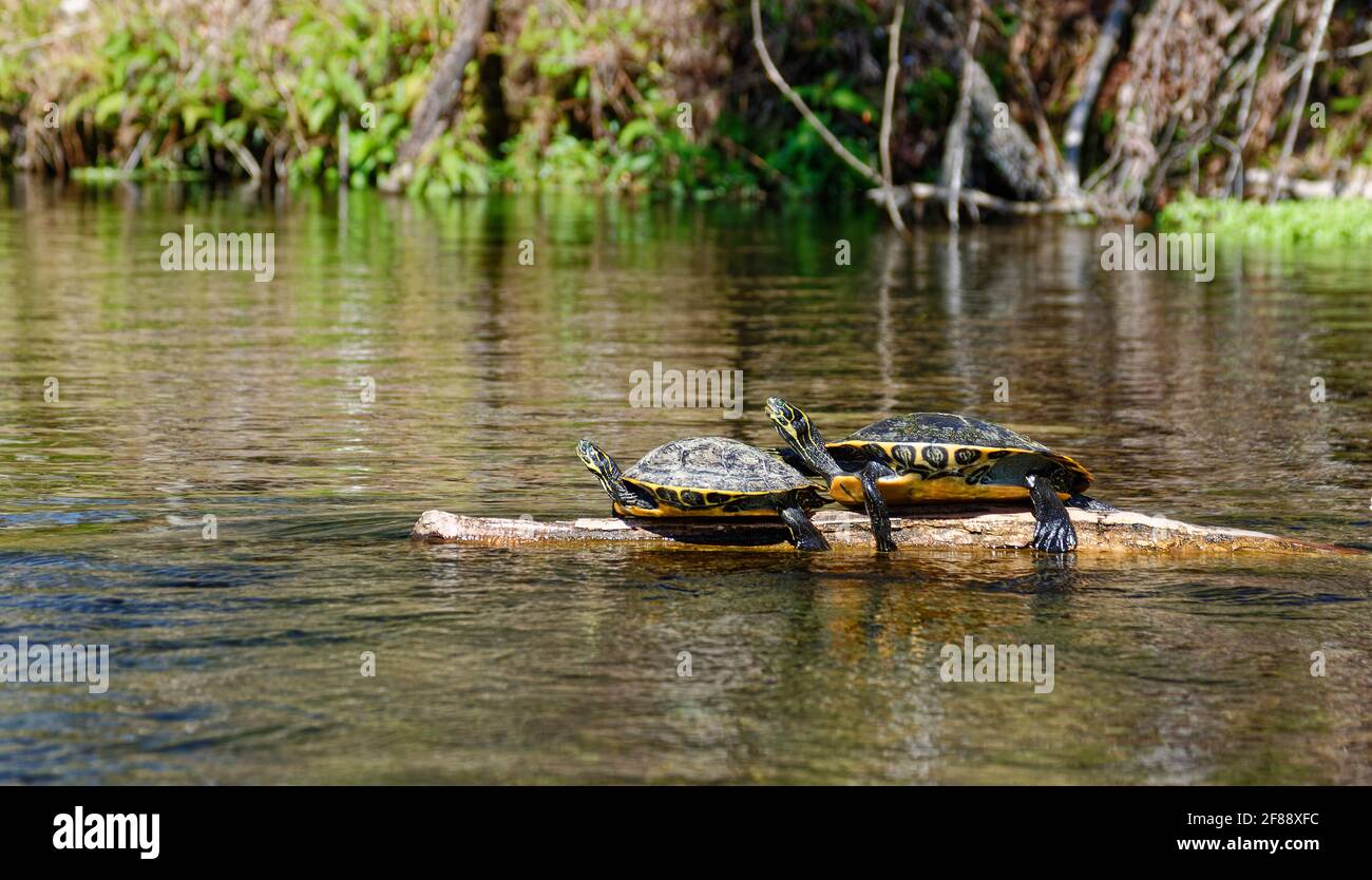 2 tartarughe, sole su tronchi, fauna marina, animale, rettile senza denti, Natura, Testudines, Ichetucknee Springs state Park, Florida, Fort White, FL, sp Foto Stock