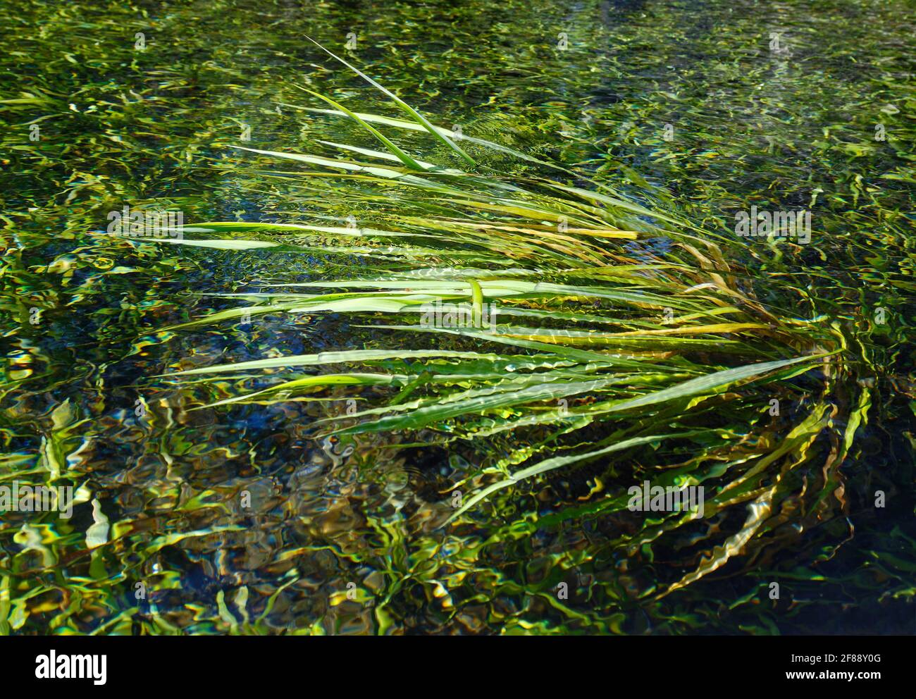 Vegetazione subacquea, ondeggiare, movimento, tirato su un lato, acqua limpida, natura, verde, Ichetucknee Springs state Park, Florida, Fort White, FL, sprin Foto Stock