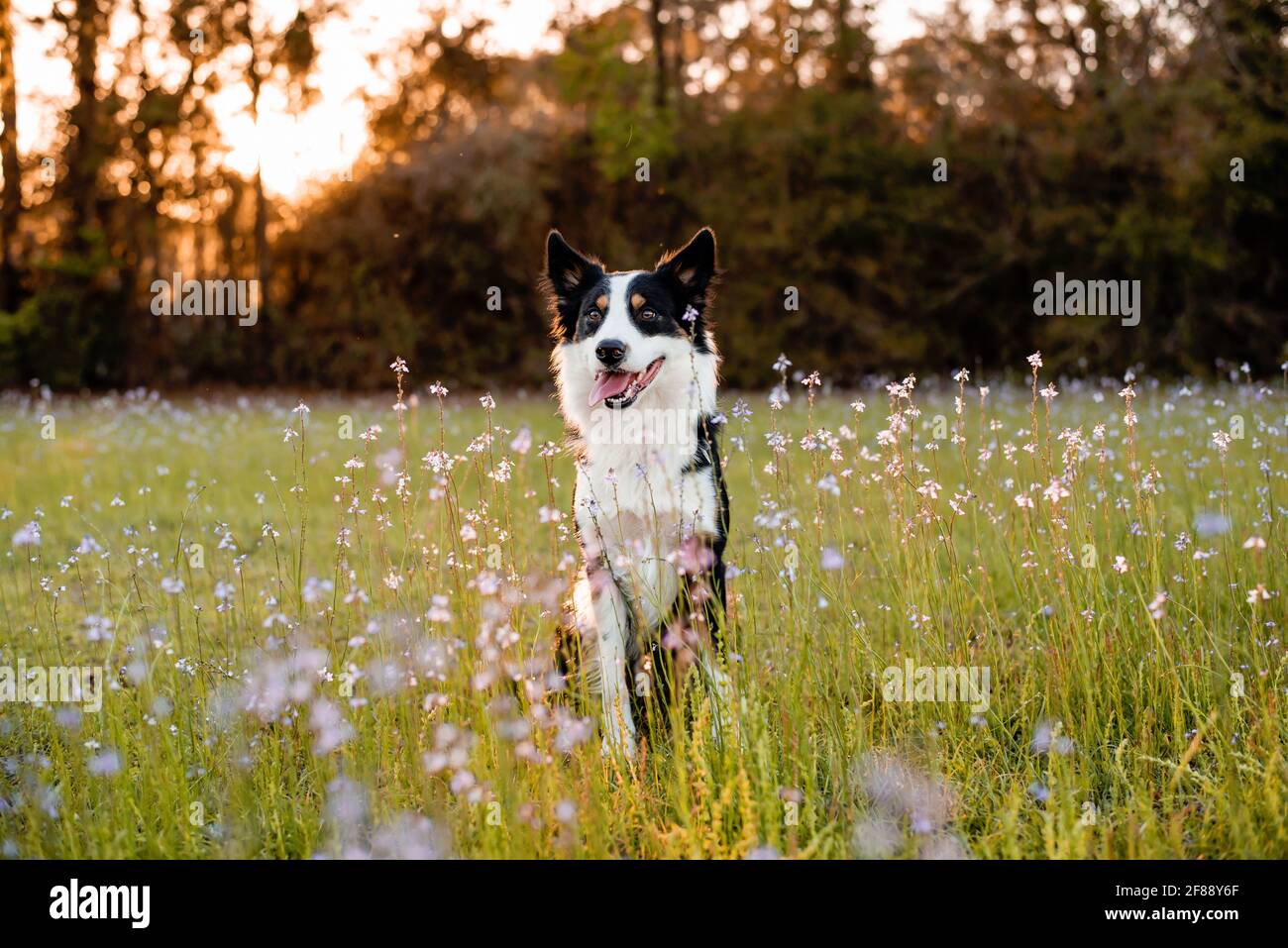 Collie di bordo godendo di un campo con fiori viola, ritratto di un cane addestrato Foto Stock