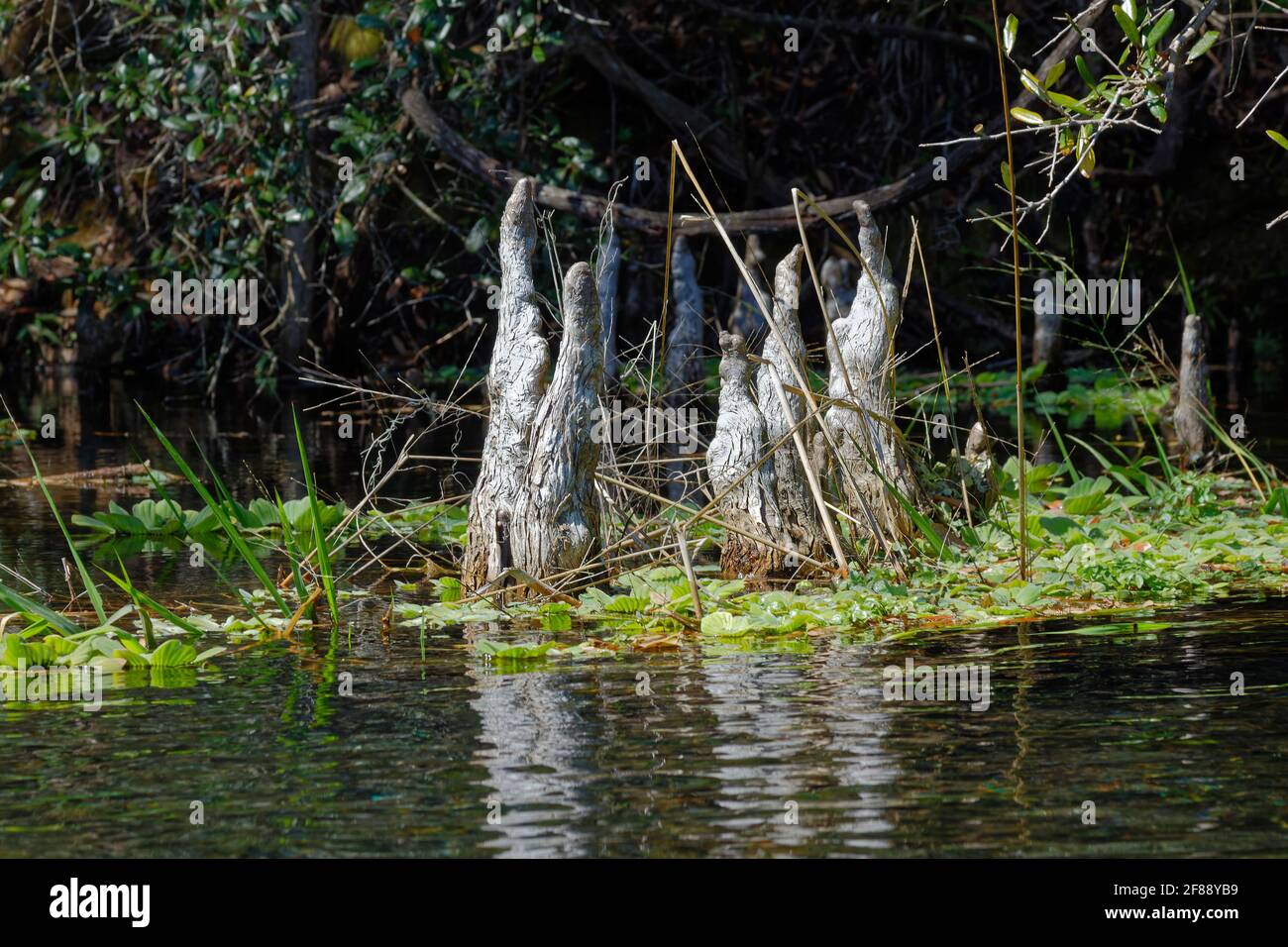 L'albero di cipresso calvo si inginocchia, in acqua, riflessione, natura, provvedere stabilità, Lattuga verde, Ichetucknee Springs state Park, Florida, Fort White, Florida Foto Stock