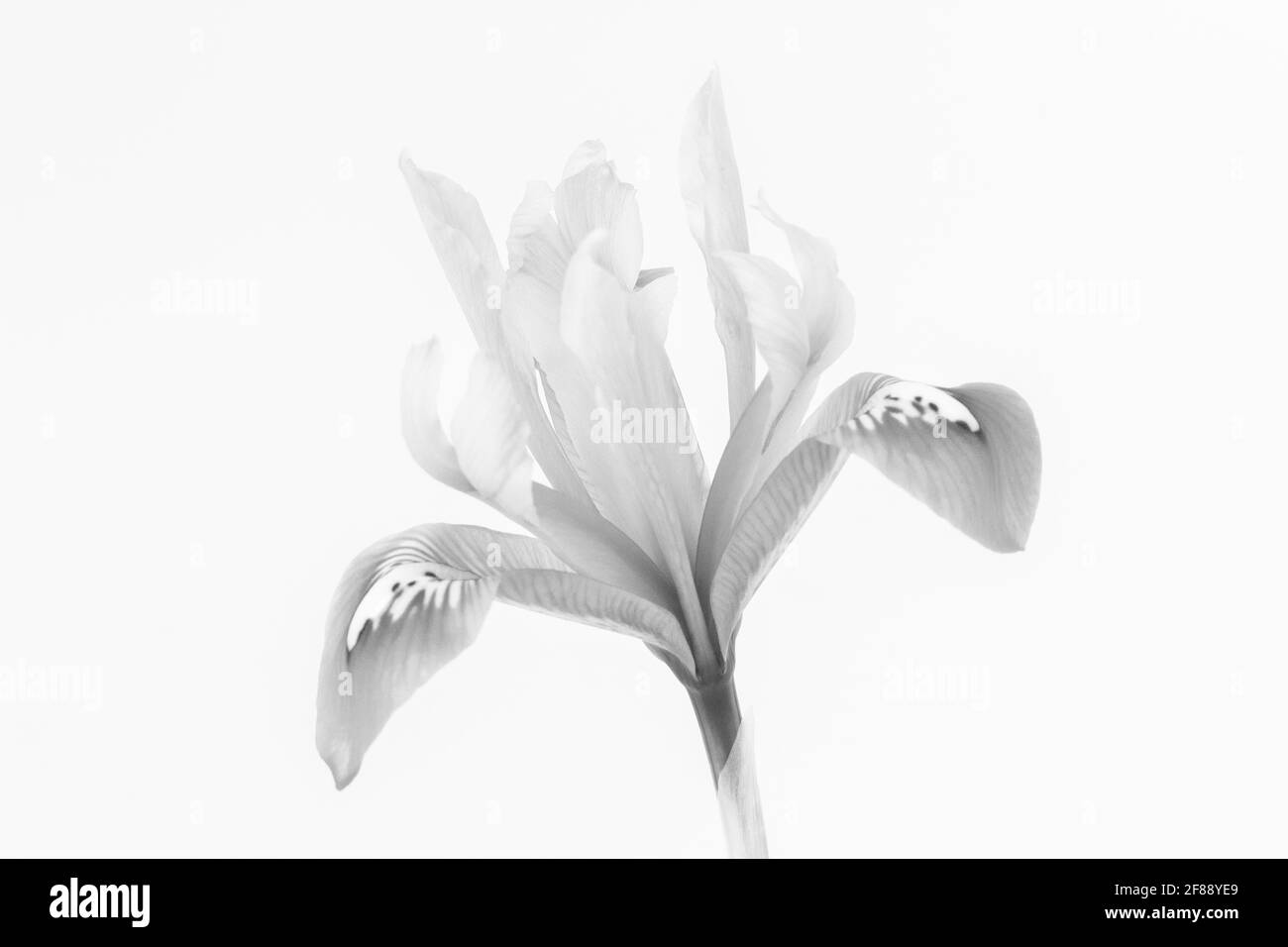 Immagine in bianco e nero di un reticolo di iride contro a. sfondo bianco Foto Stock