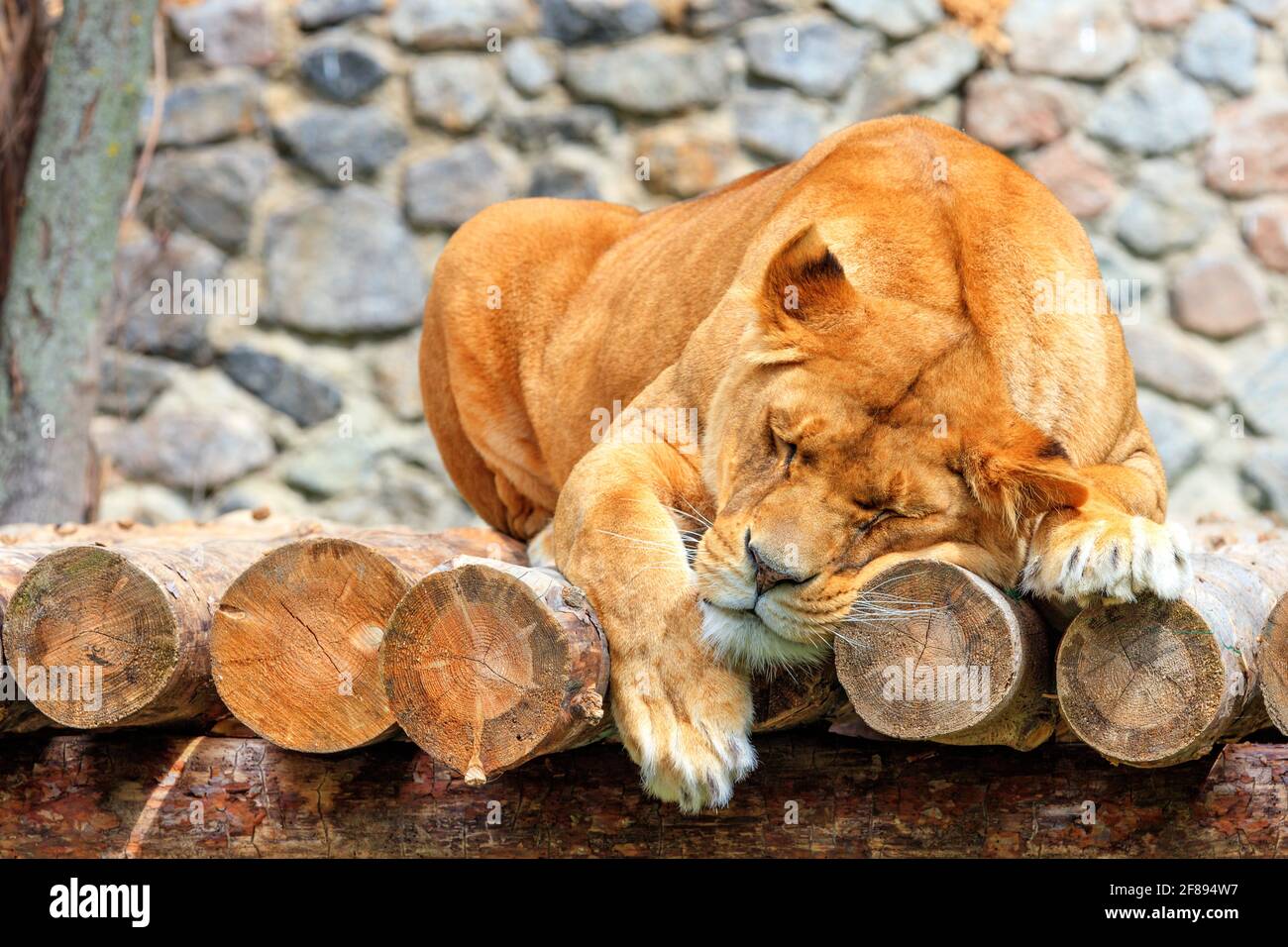 Dormendo senza leone su una tavola di tronchi di legno contro uno sfondo sfocato di un muro di pietra. Foto Stock