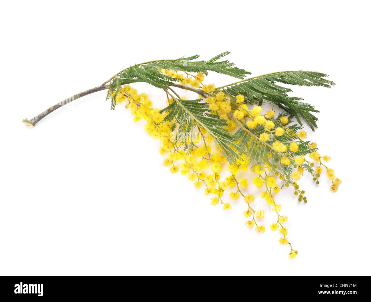 Bel ramo mimosa in fiore su sfondo bianco Foto Stock