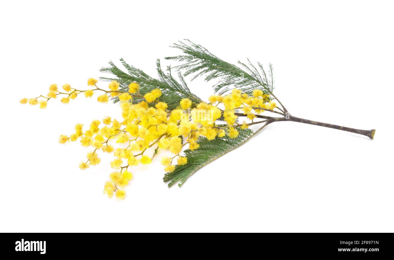 Bel ramo mimosa in fiore su sfondo bianco Foto Stock