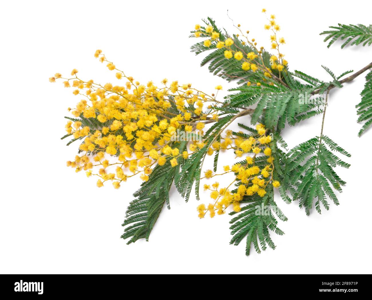 Bel ramo mimosa in fiore su sfondo bianco Foto Stock