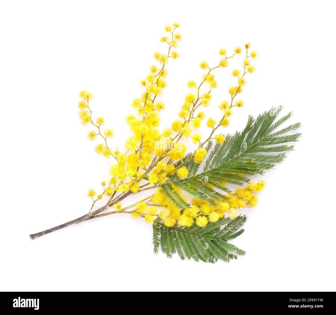Bel ramo mimosa in fiore su sfondo bianco Foto Stock
